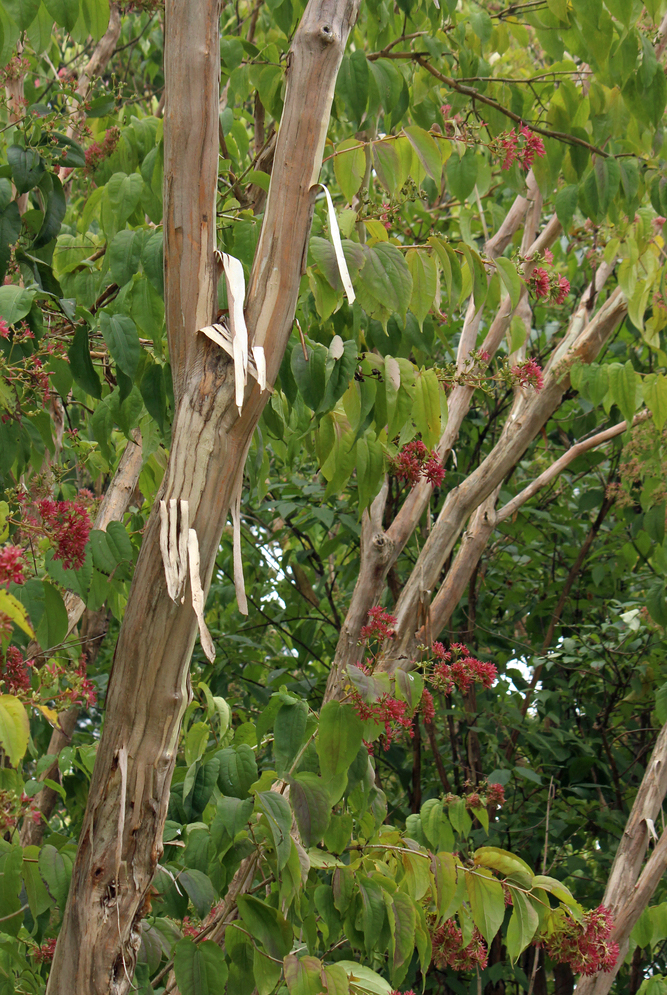 Mature specimen in early fall.