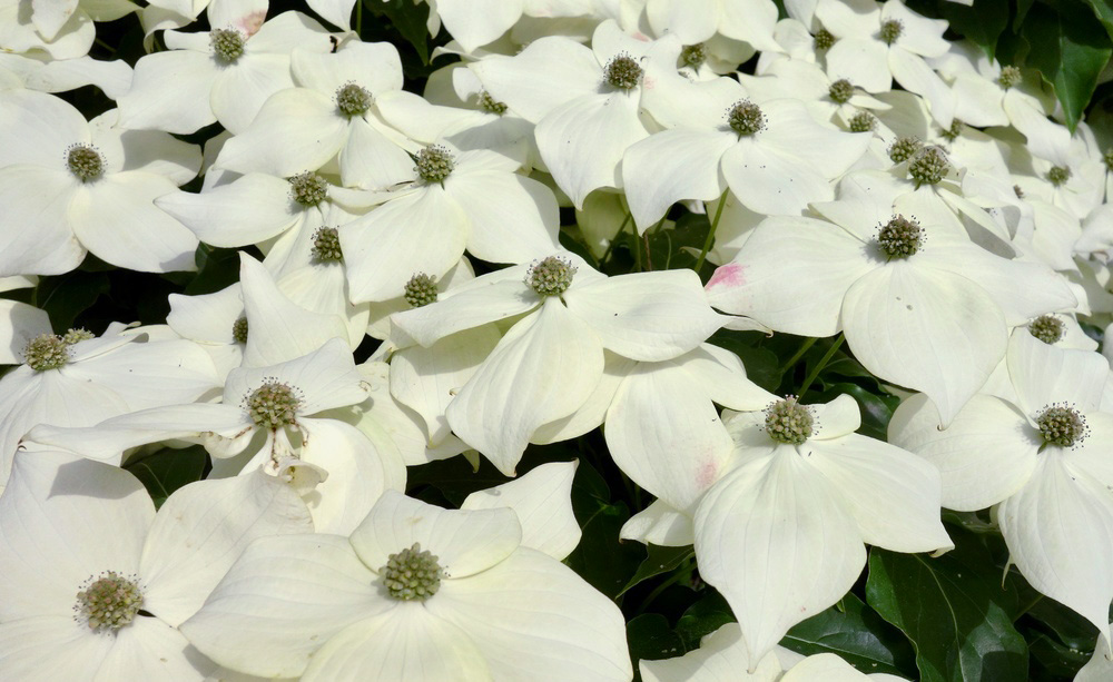 Inflorescences, each with four white bracts.