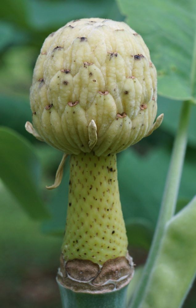 Bigleaf magnolia (Magnolia macrophylla)