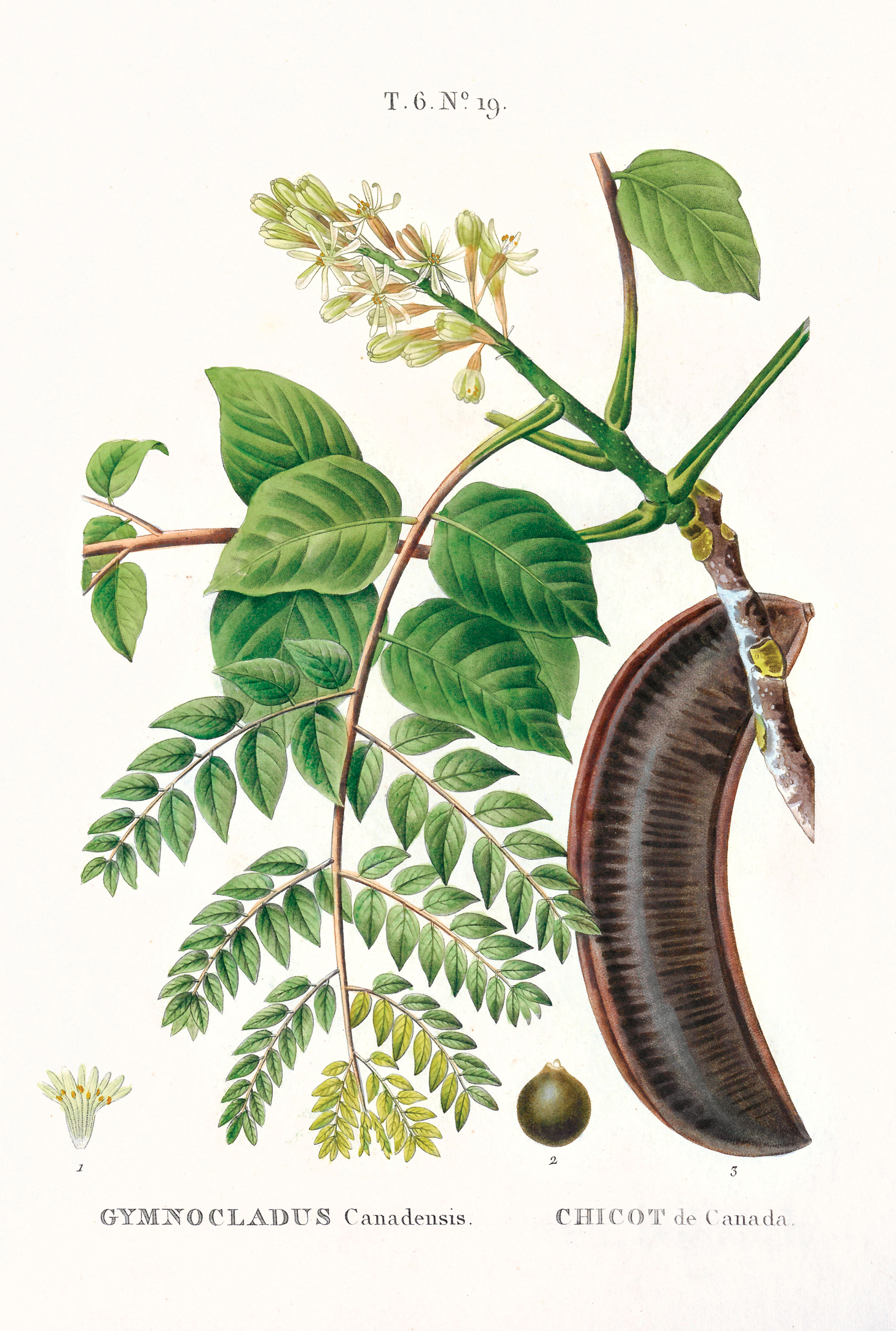 Illustration of Kentucky Coffeetree