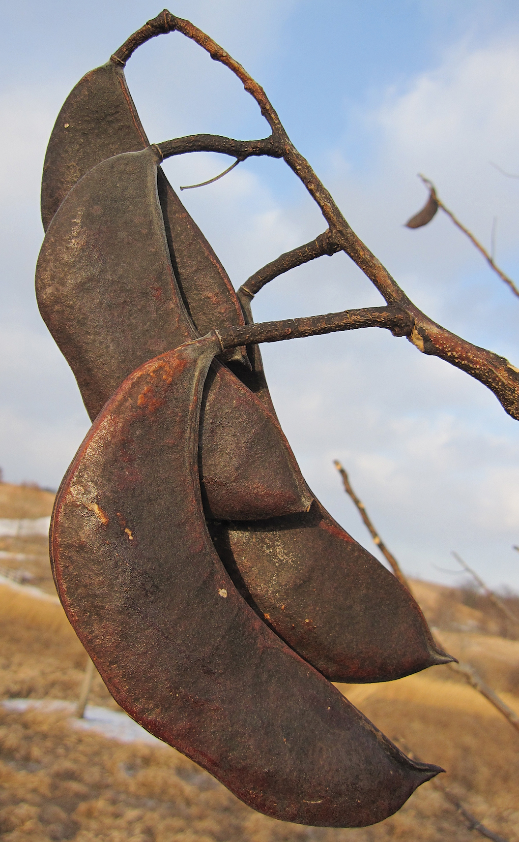 Photo of coffeetree pods