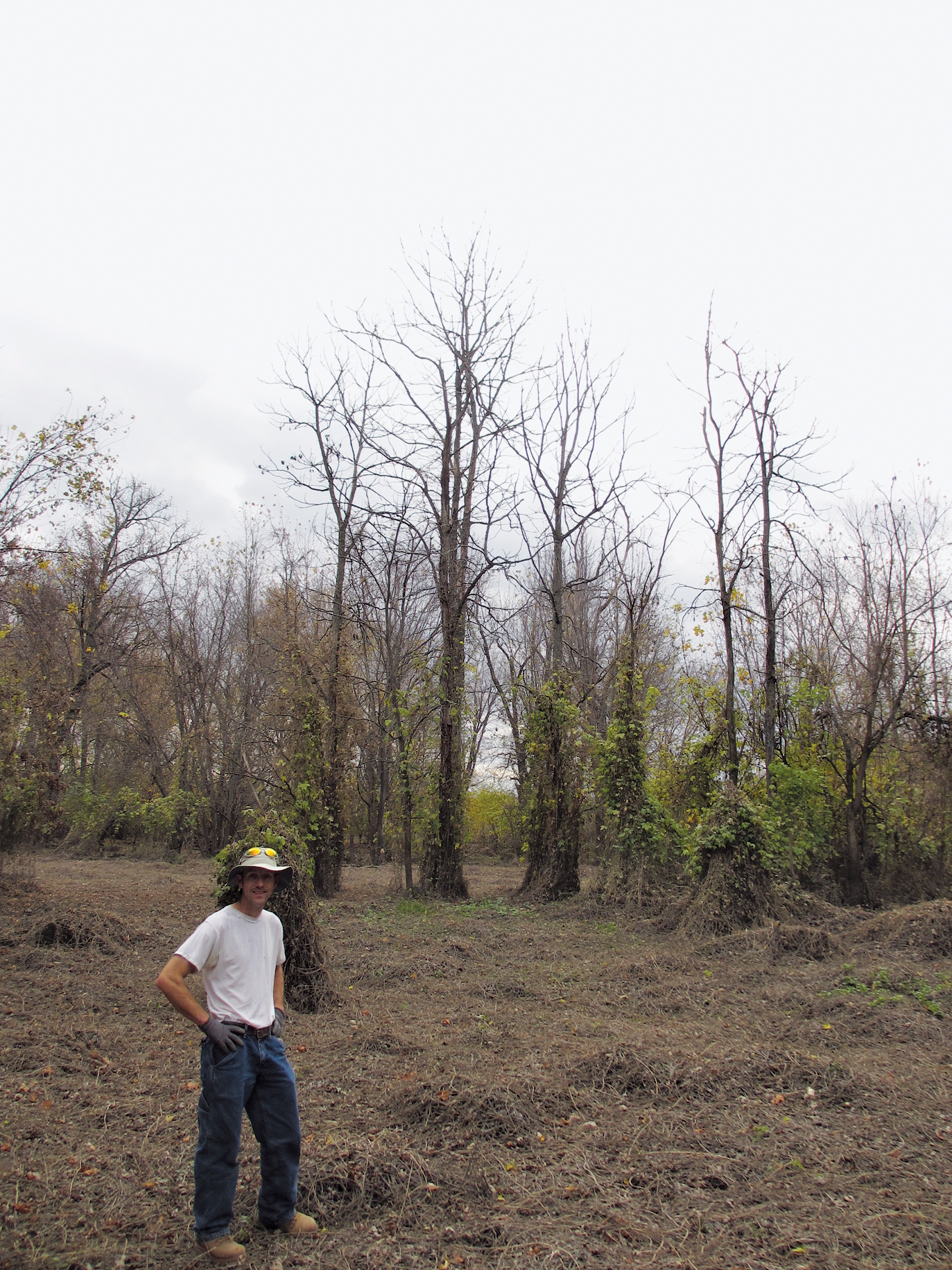 Grove of cofffeetrees that have become covered with vines