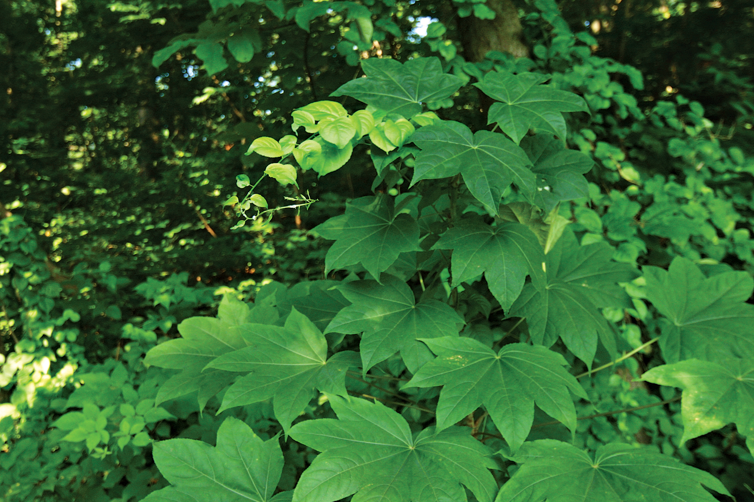 Photo of invasive vegetation in summer