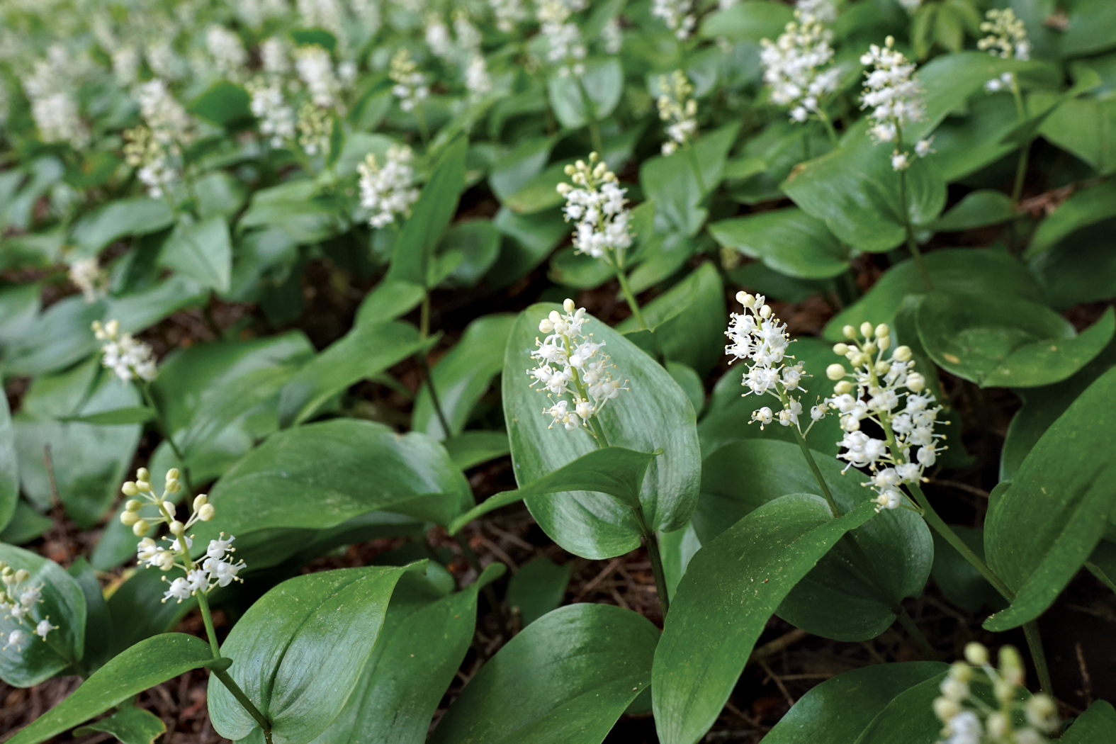 Photo of white-flowered spring flowers