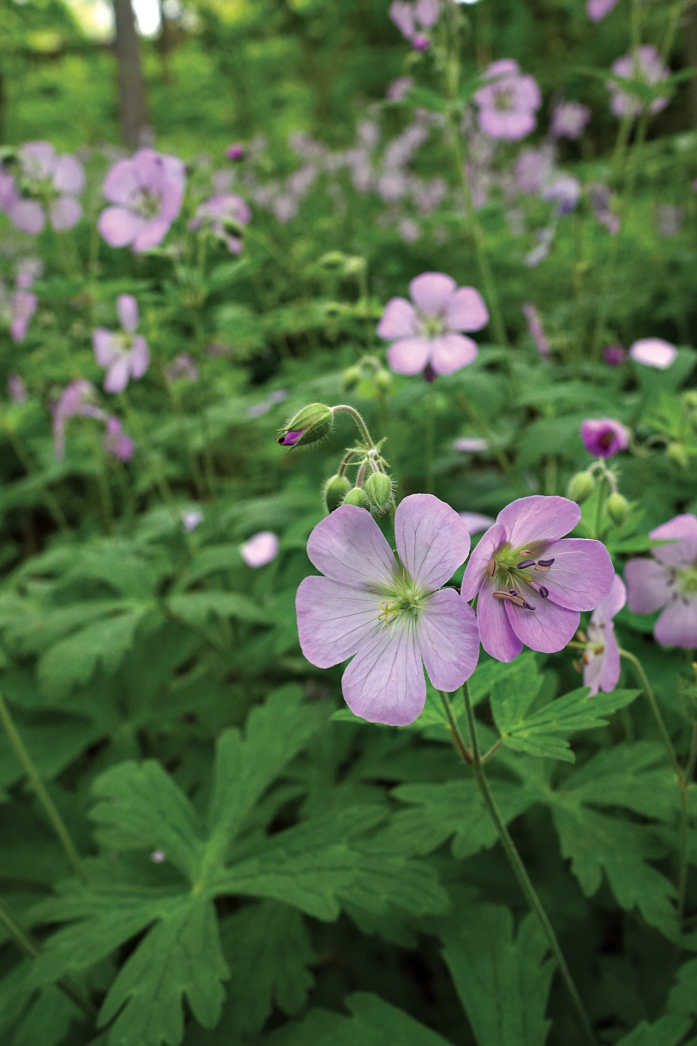 Photo of pruple-colored wild geraniums