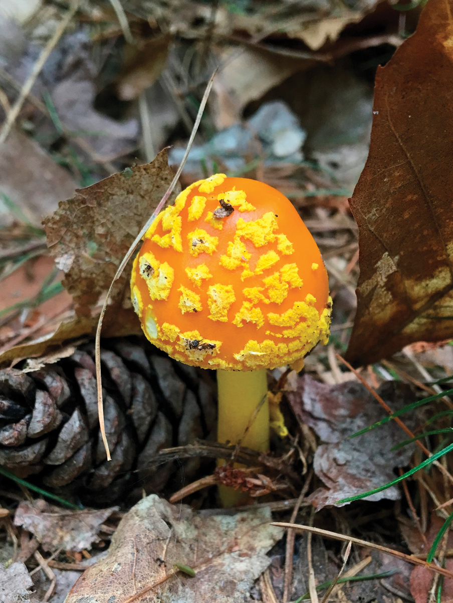 Photo of bright-colored mushroom