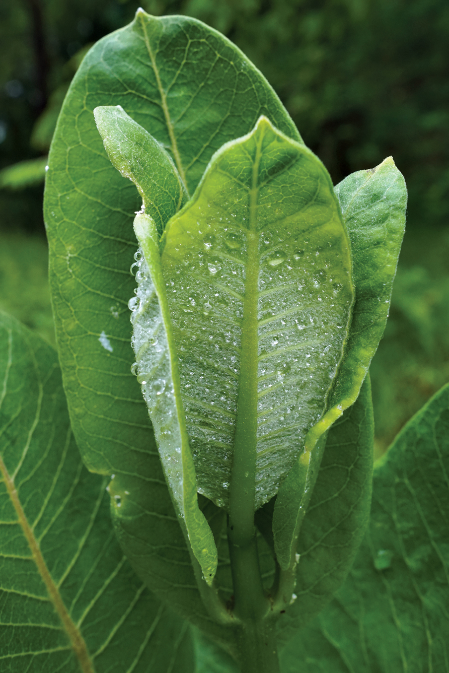 Photo of milkweed leaves