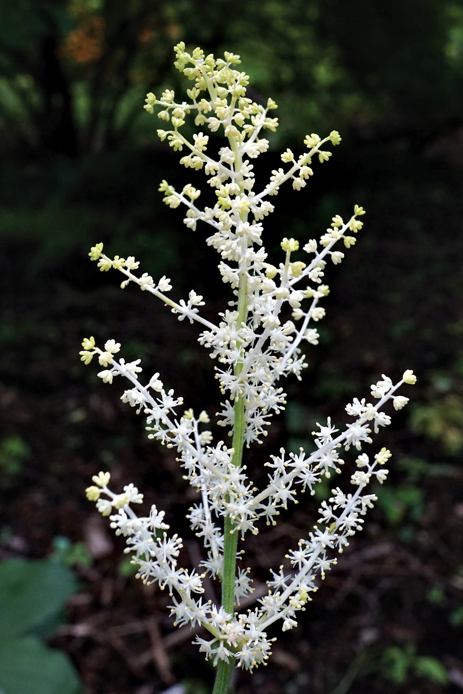Photo of white spring flowers
