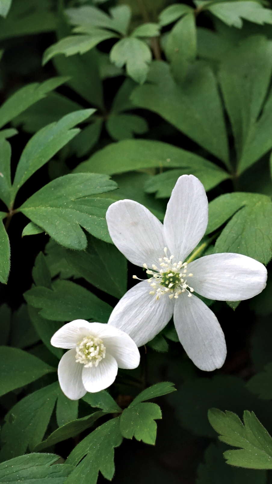 Photo of white spring flowers