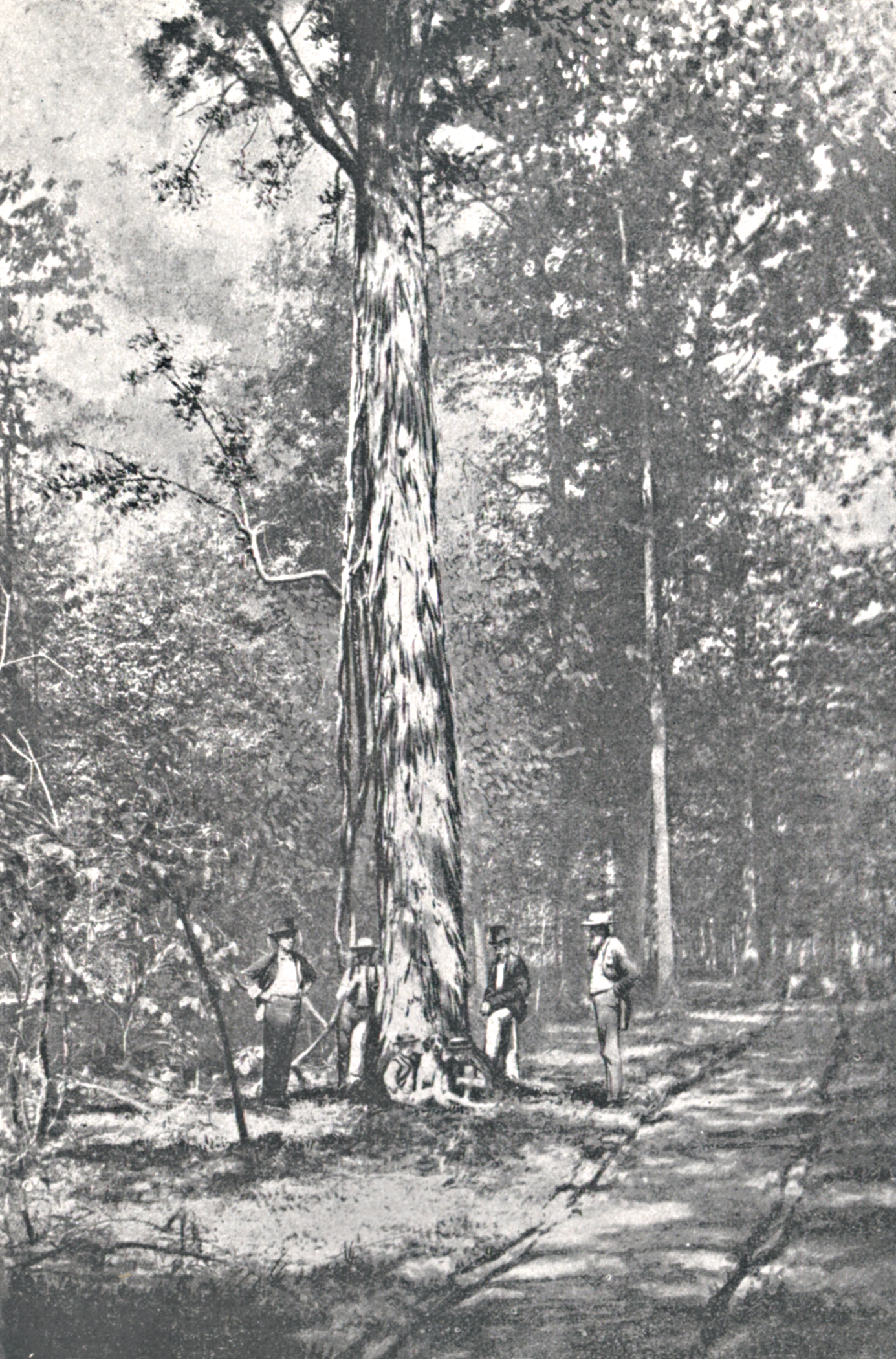 Photograph of large shellbark hickory with men standing at base
