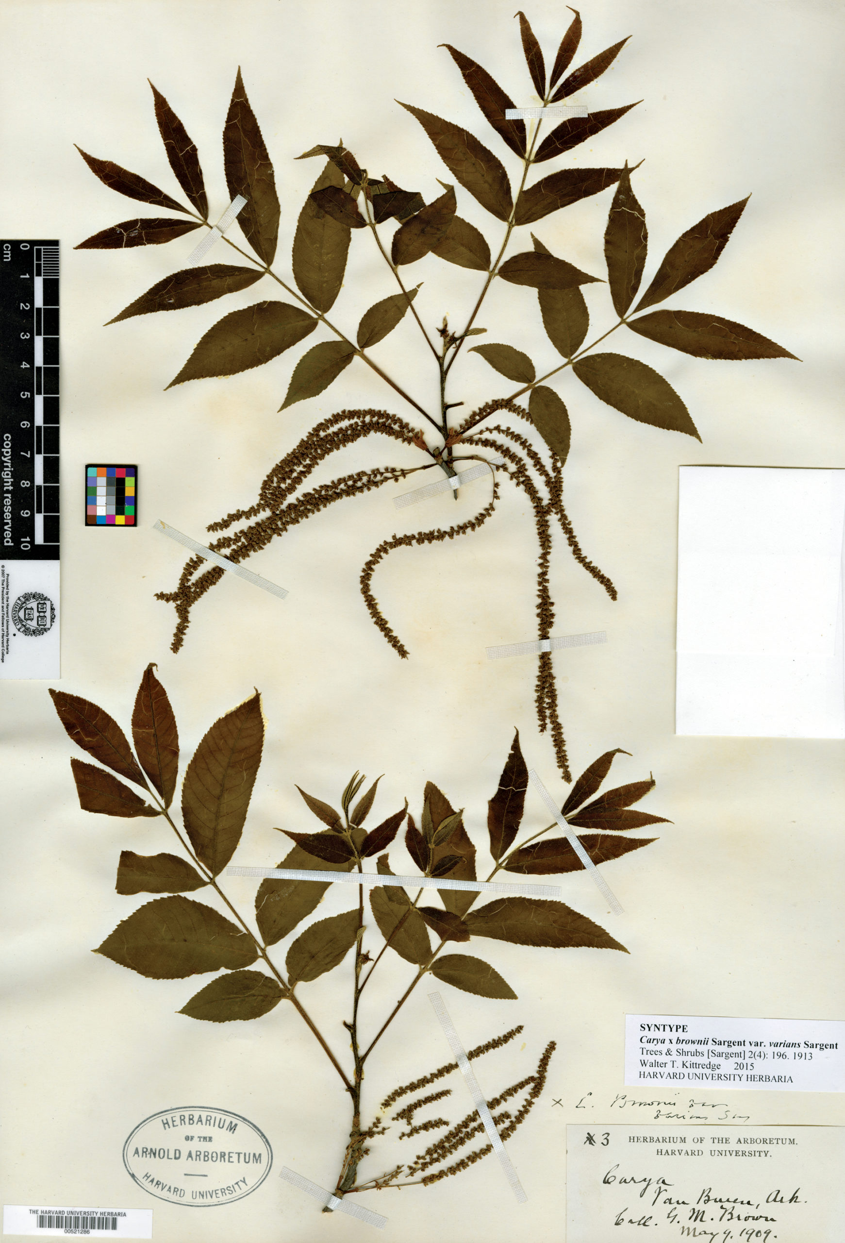 Herbarium specimen of hickory showing leaves, stem, and flowers