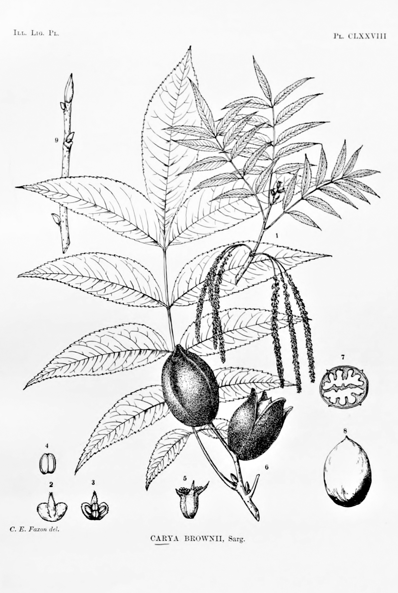 Illustration of hickory showing leaves and fruit