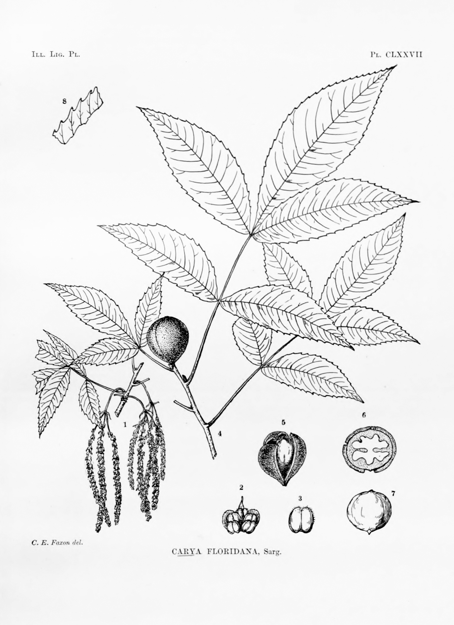 Illustration of hickory species showing leaves and fruit