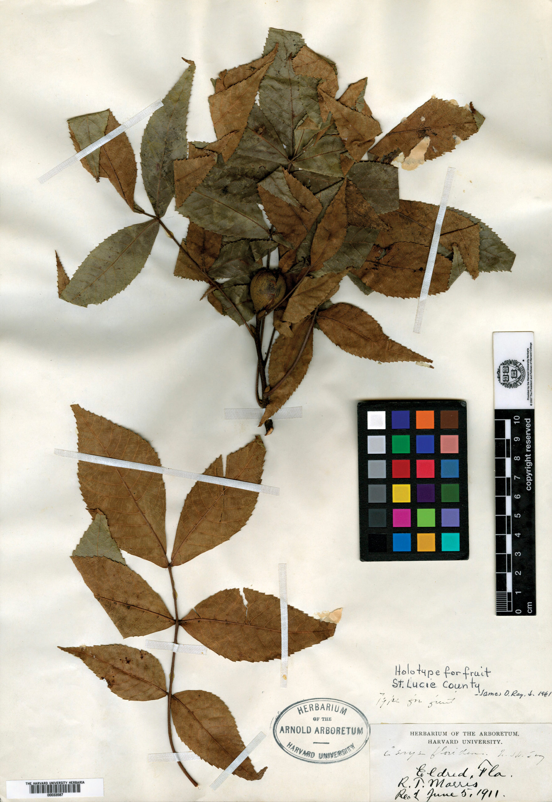 Herbarium specimen