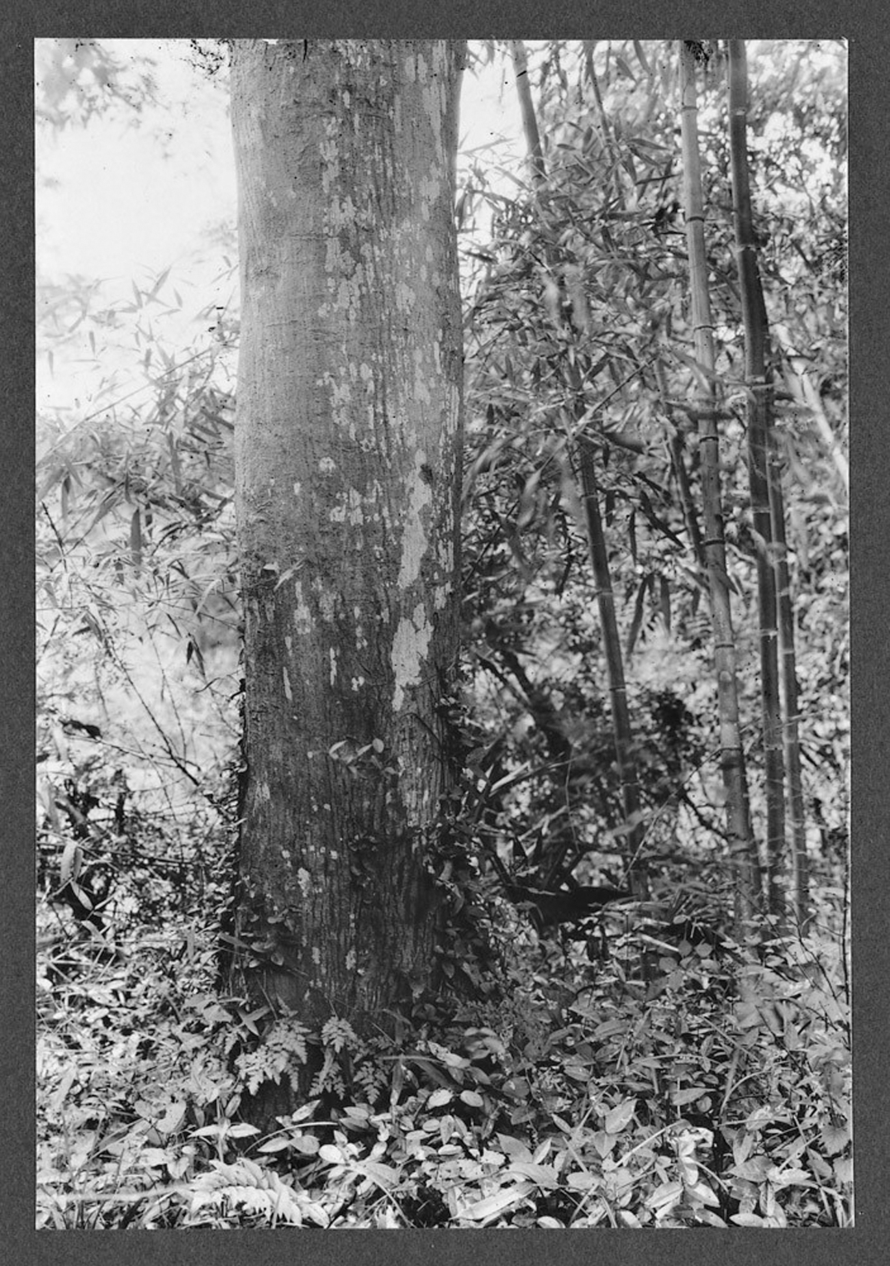Trunk of Chinese hickory