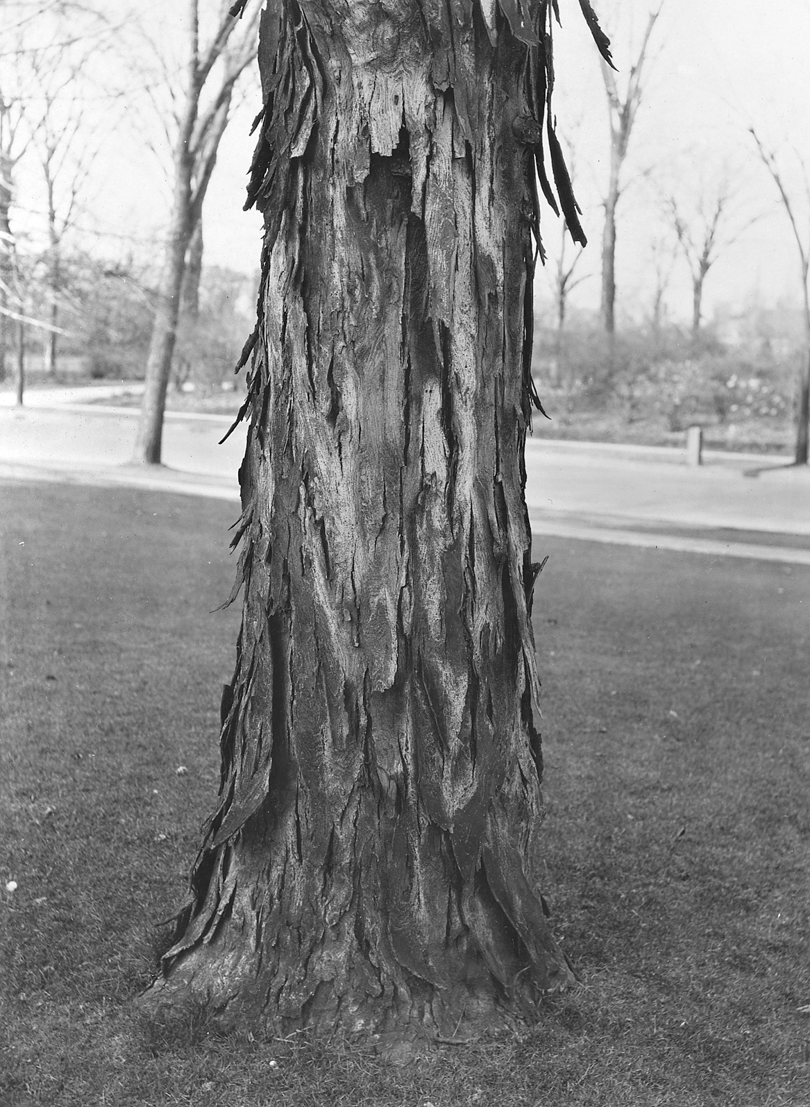 Trnk of shagbark hickory showing distinctive bark