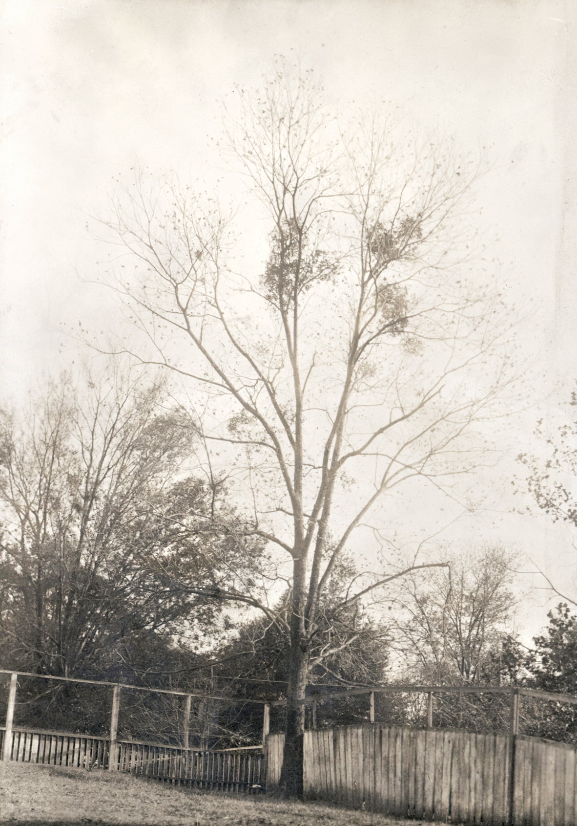 Sepia photograph of tree