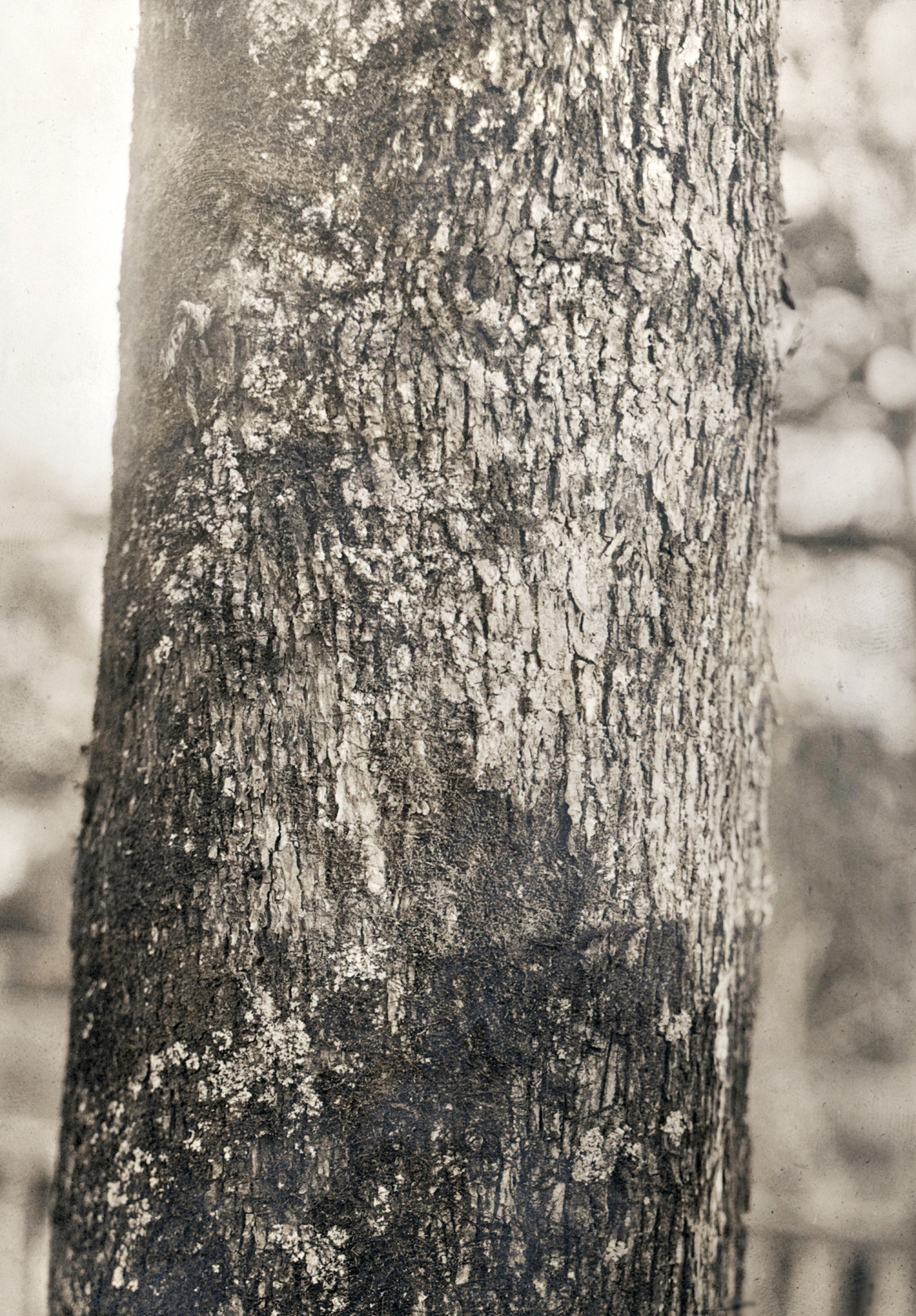Sepia photograph of tree trunk