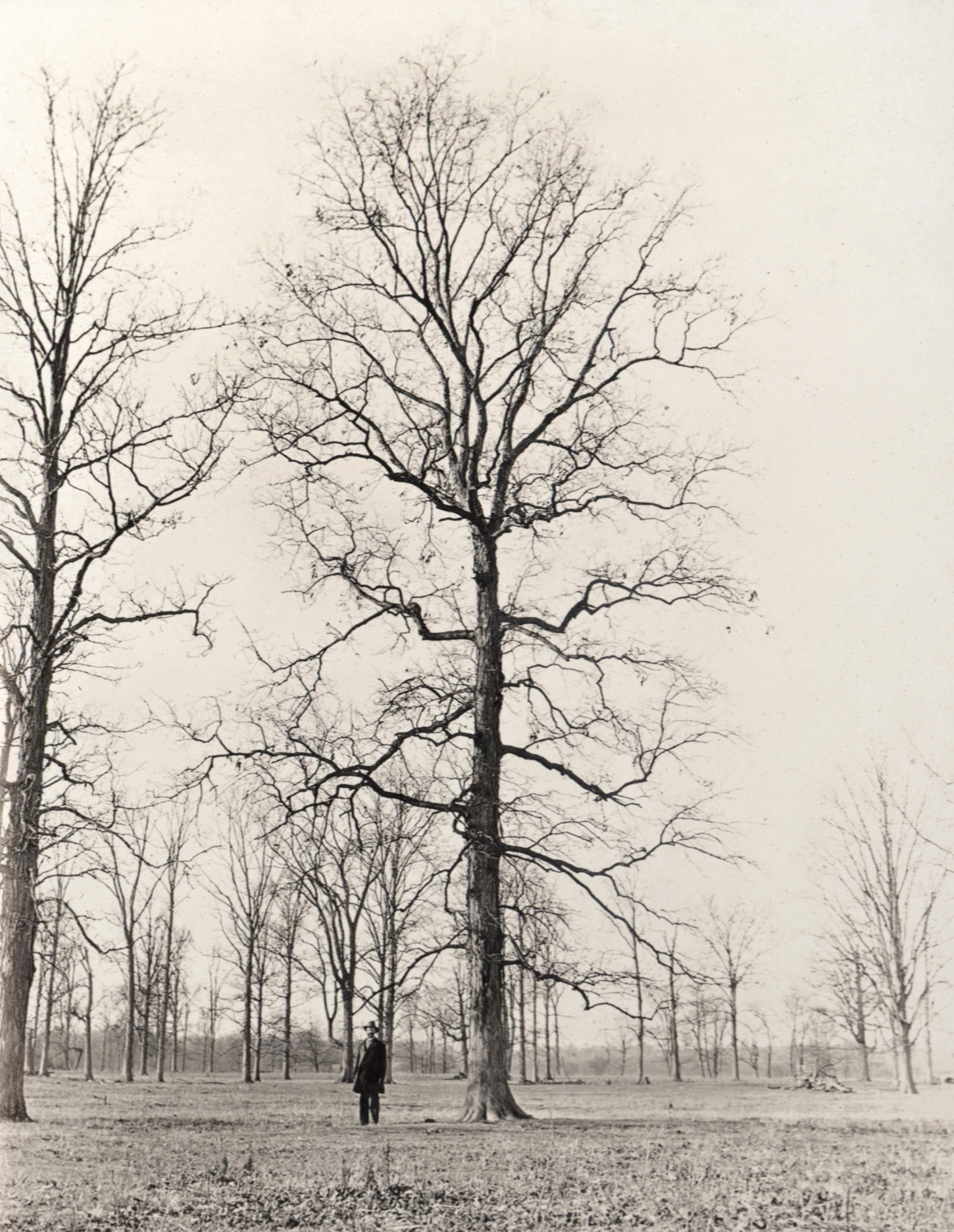 Sepia photograph of man standing beside tree in winter
