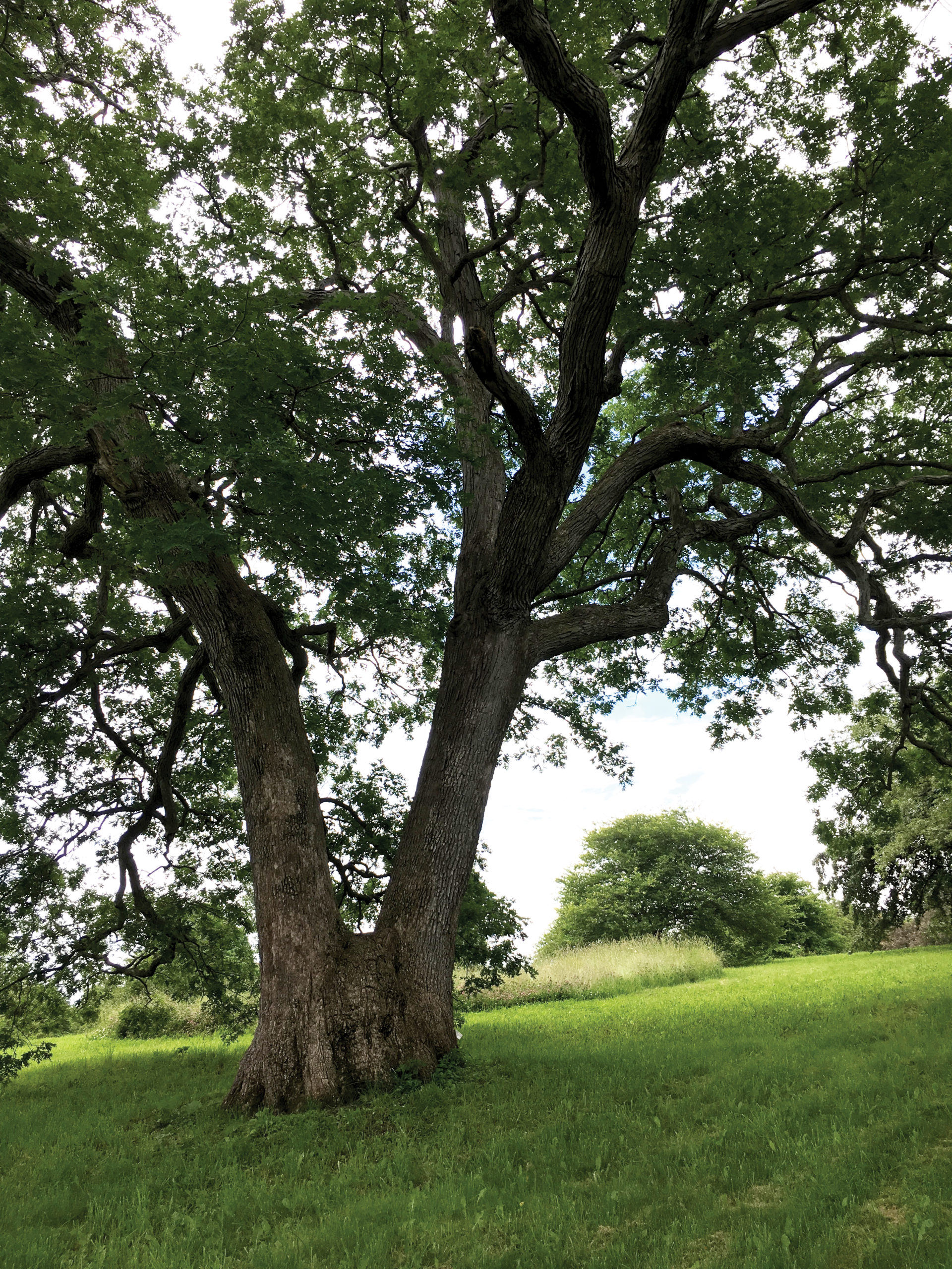 Photo of large white oak