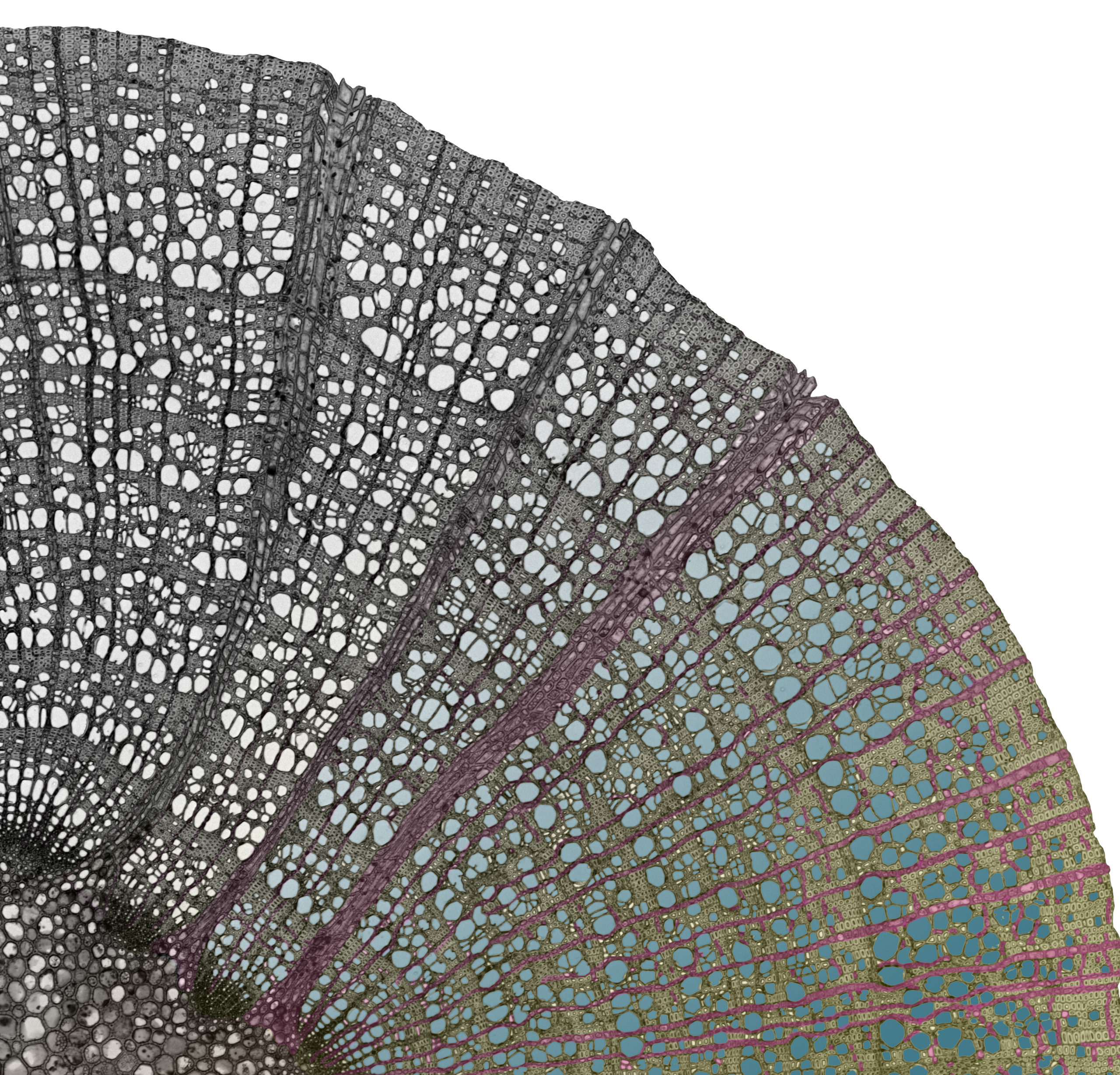 Wood cross section under magnification