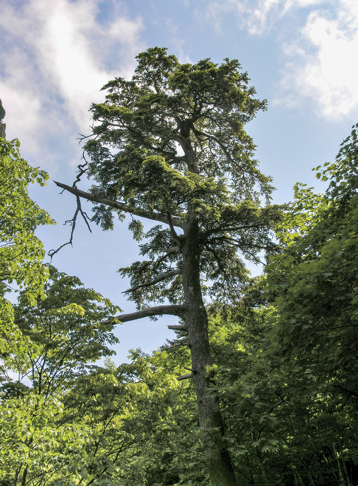 Photo of large hemlock tree