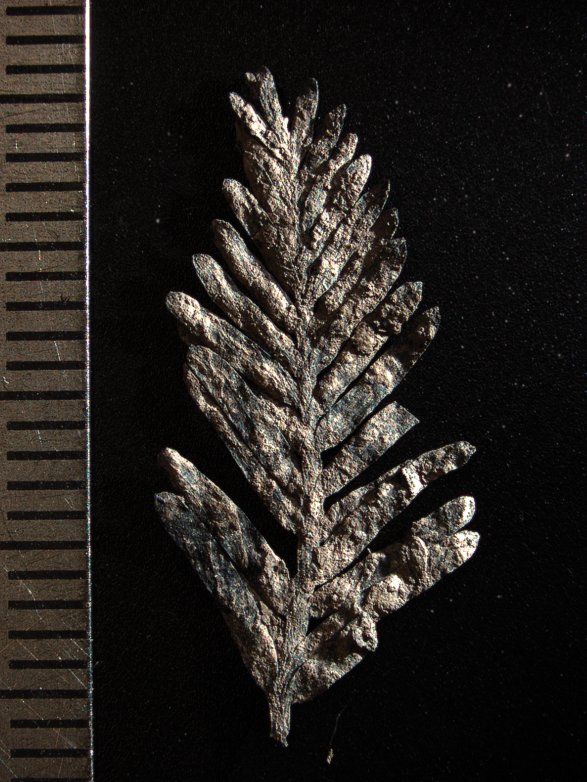 Imag e of fossilized leafy branchlet of Metasequoia with ruler for scale