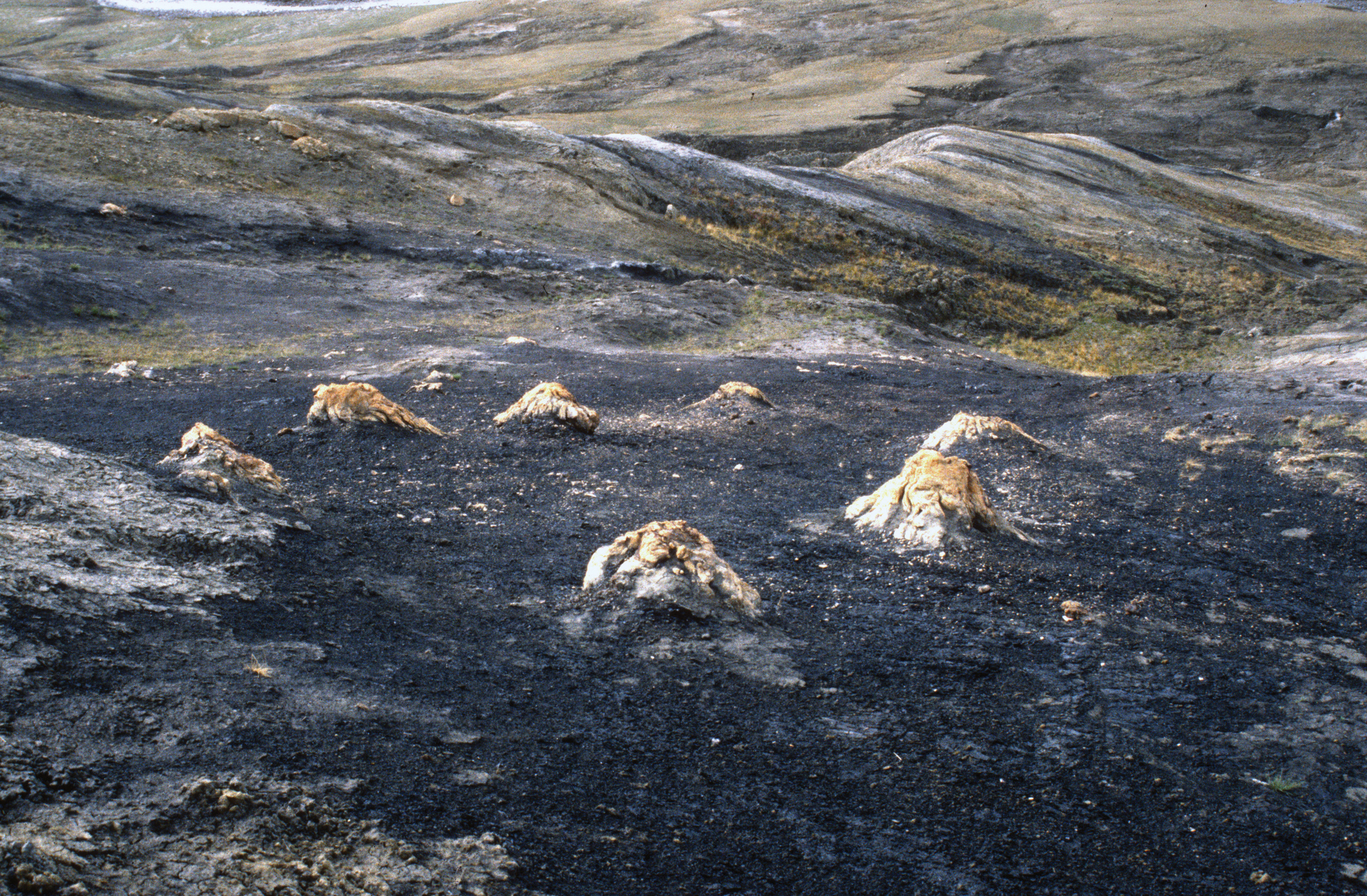 Fossilized stumps in landscape