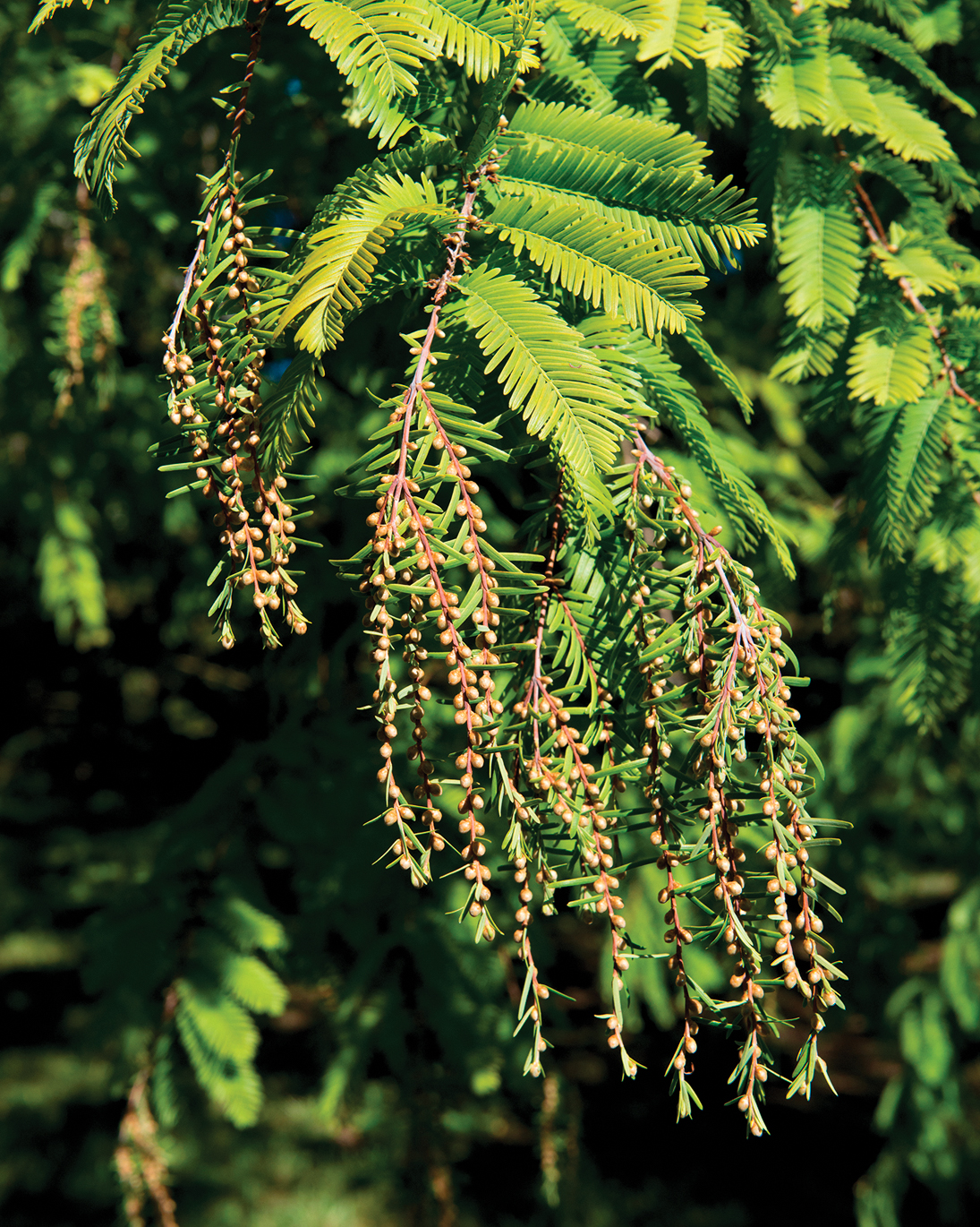 Metasequoia pollen cones with green leaves