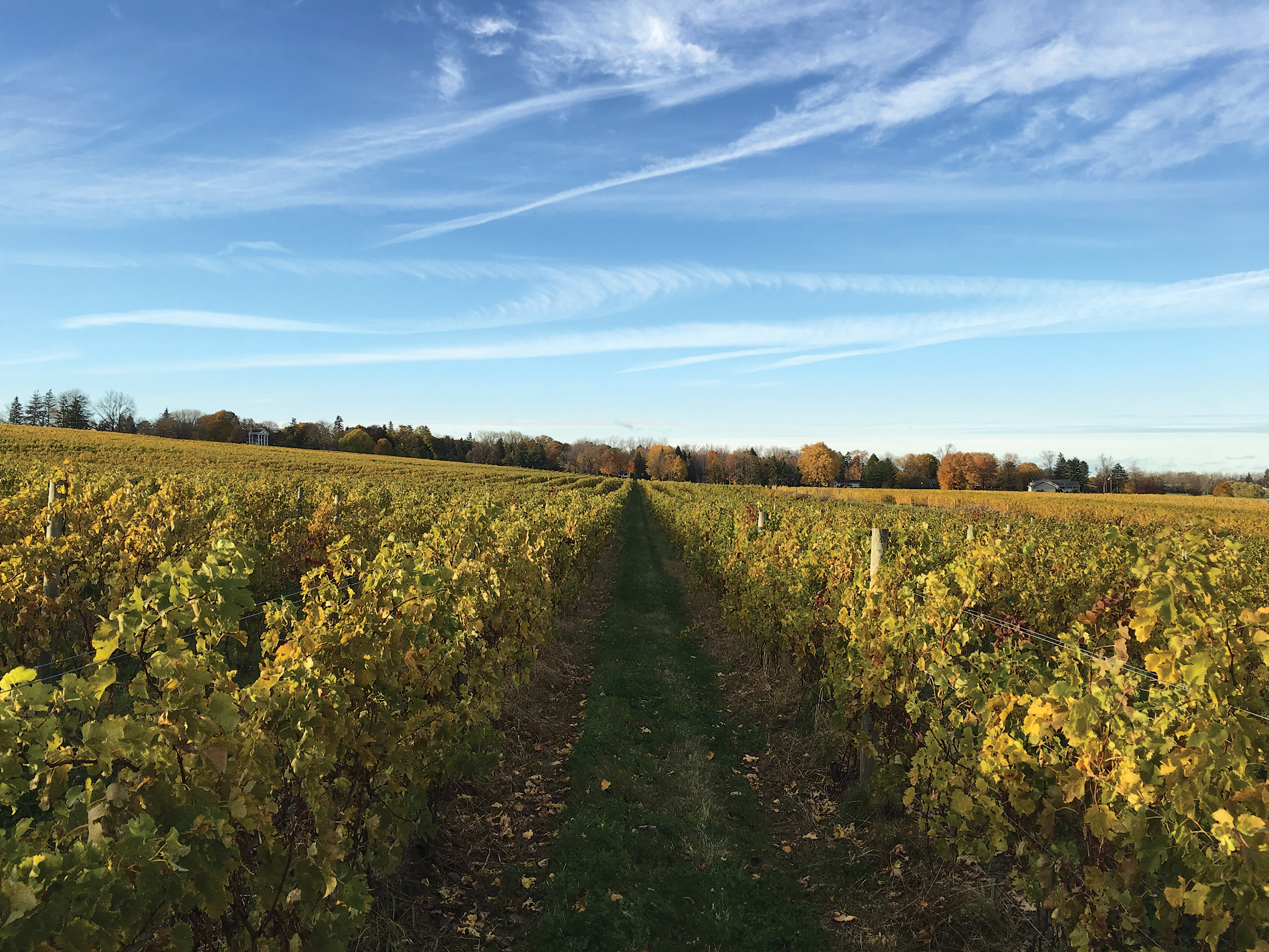Vineyard rows in autumn