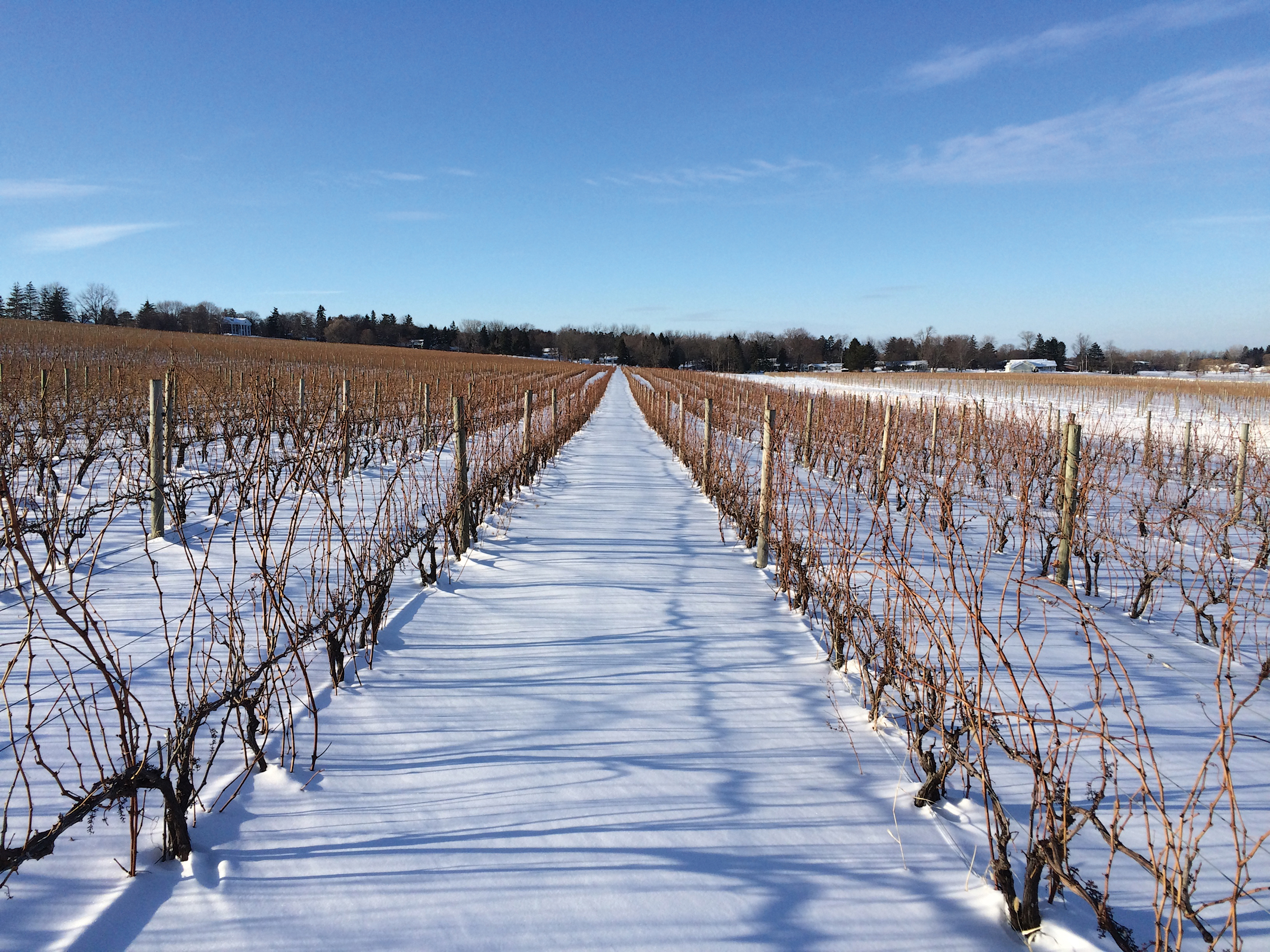 Vineyard rows in winter with snow on the ground