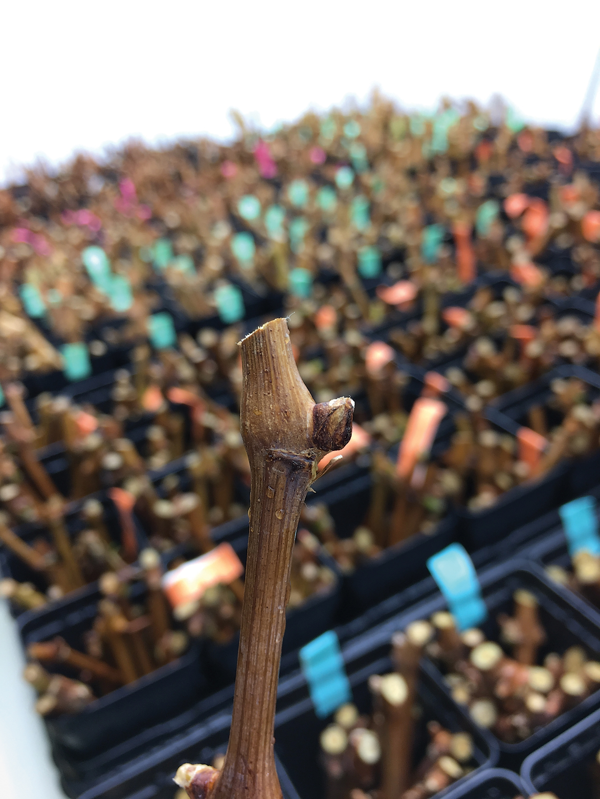 Close up of dormant buds on clipped vine samples