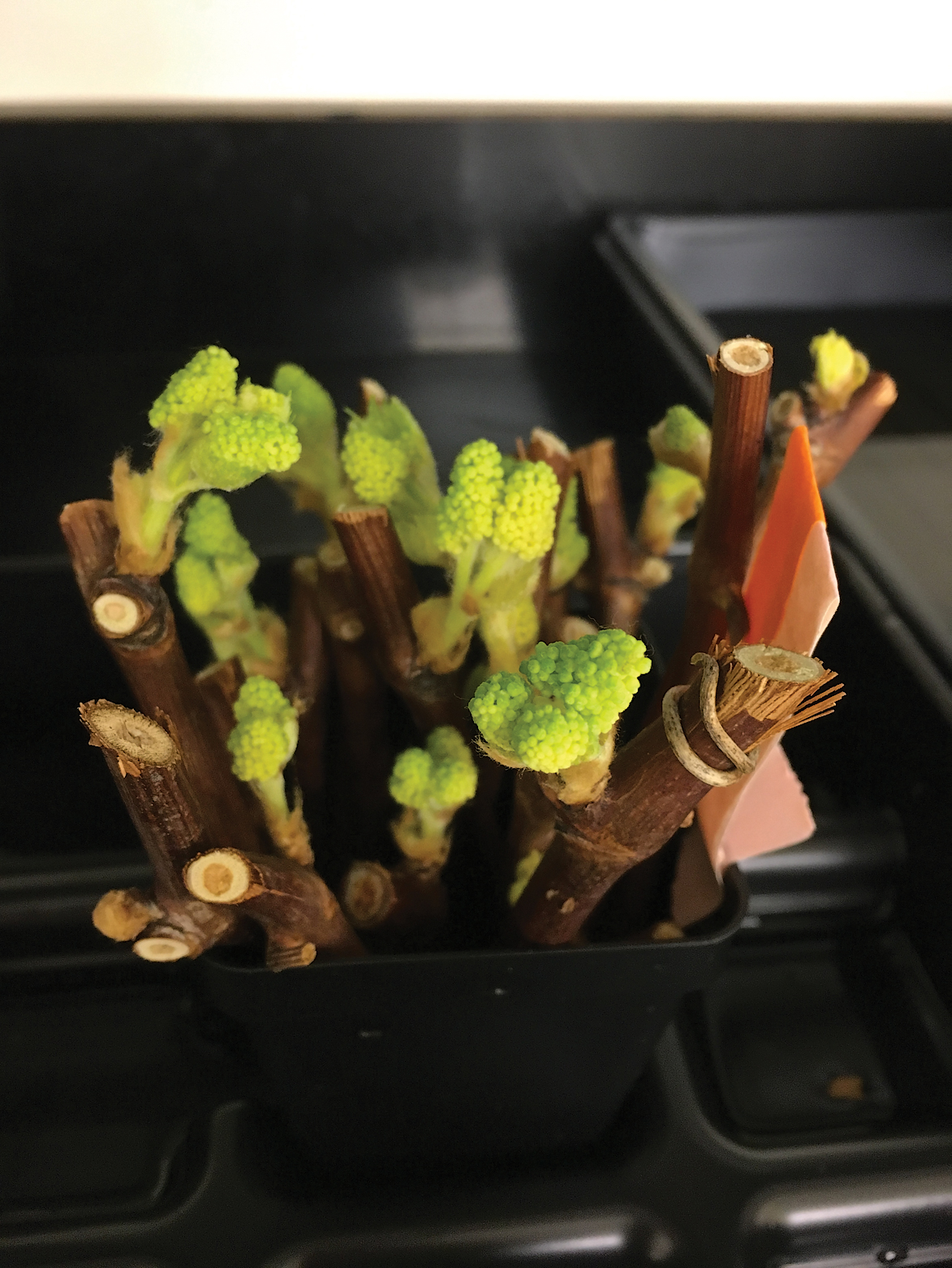 Close up of buds breaking on clipped vine samples