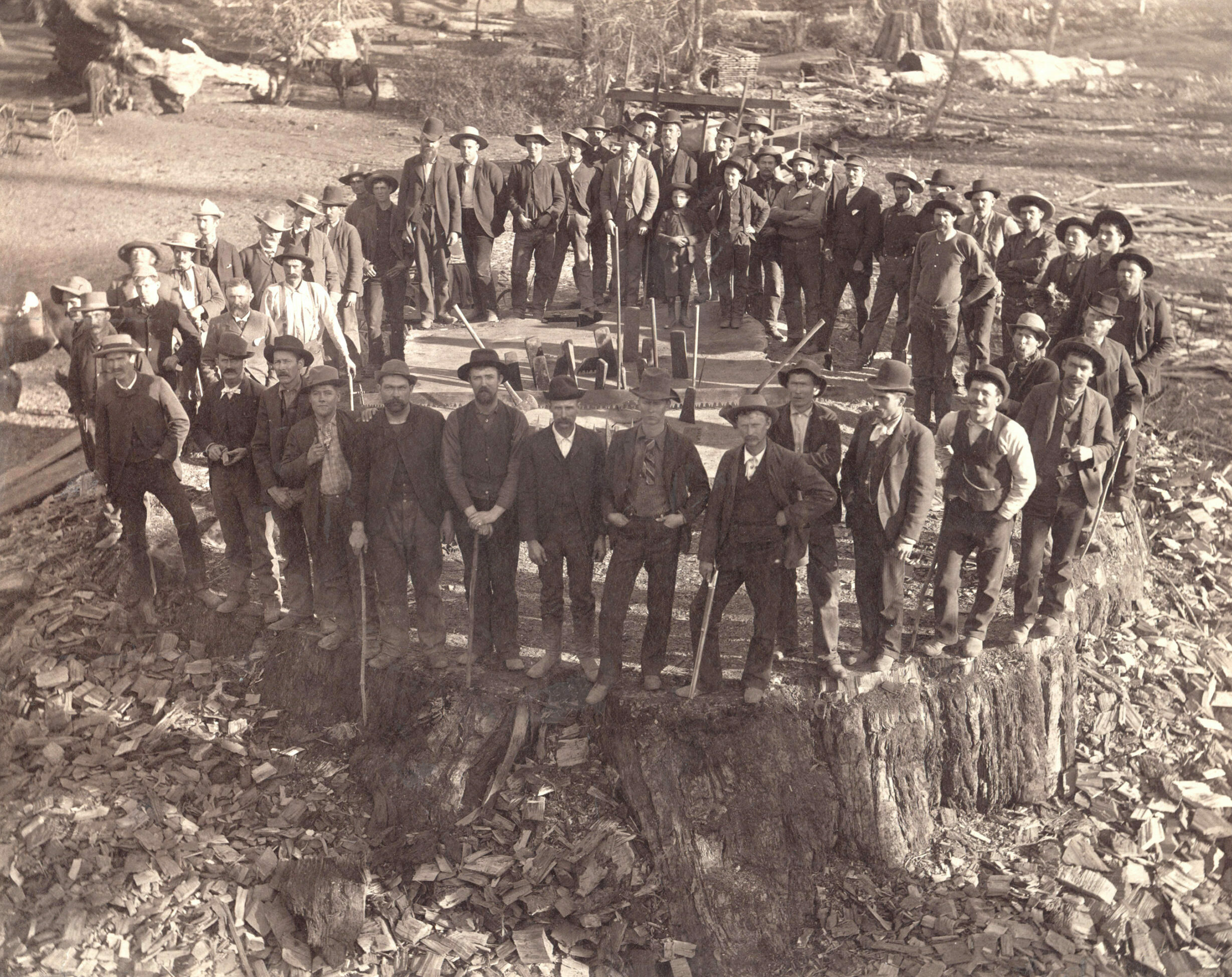 Sepia photo of foresters standing on redwood stump