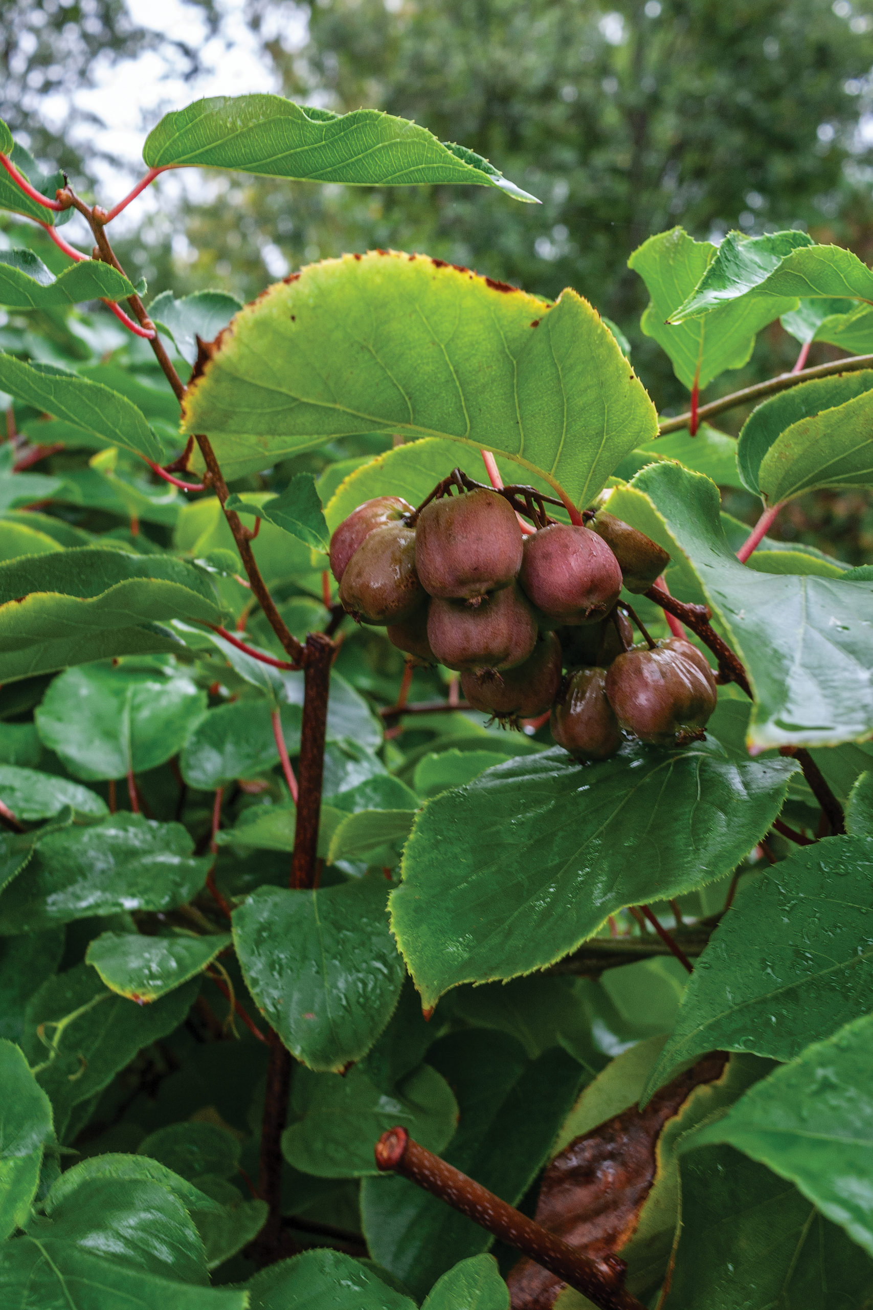 Red kiwi fruit tucked beneath green leaves