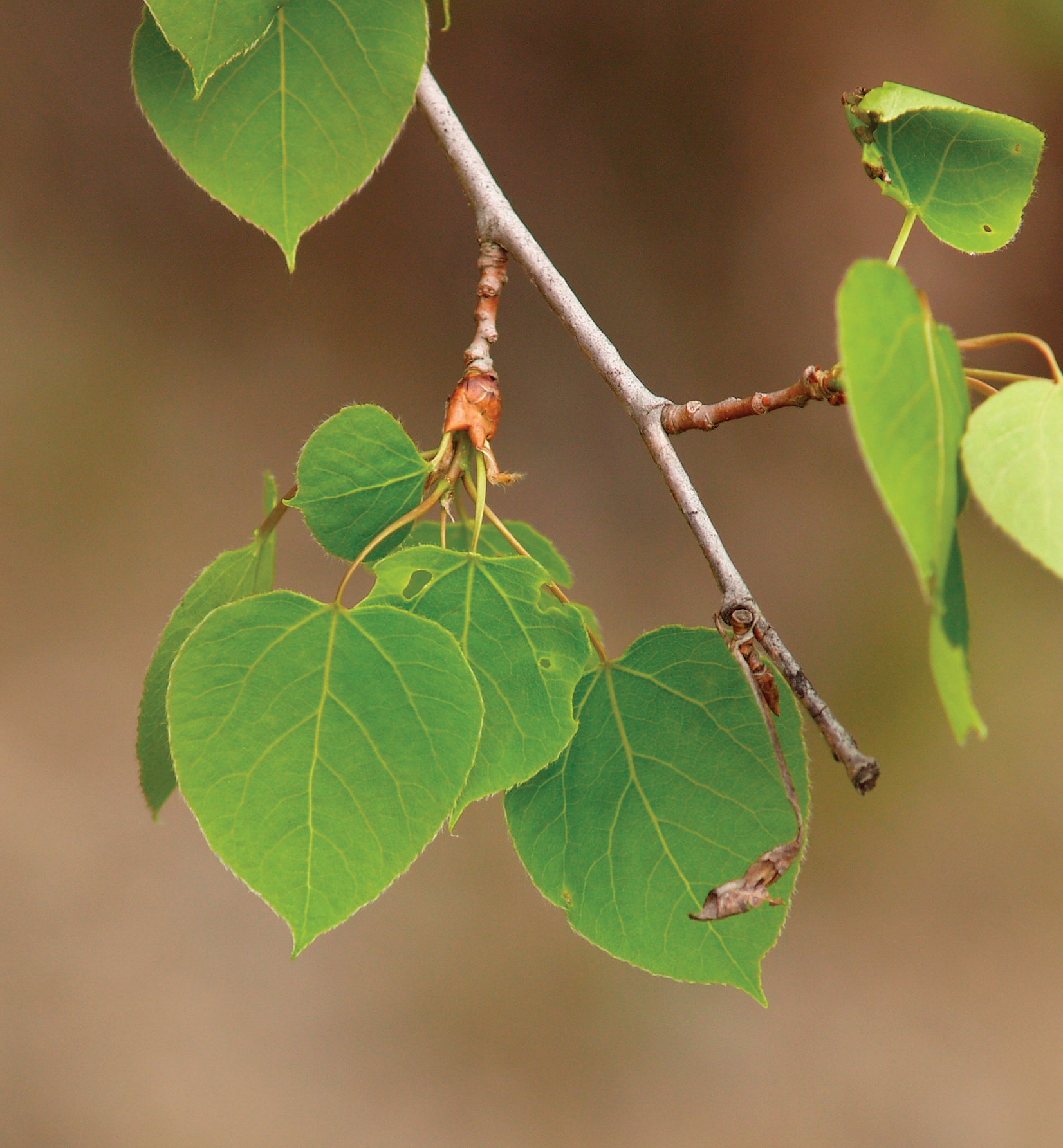 Green leaf
