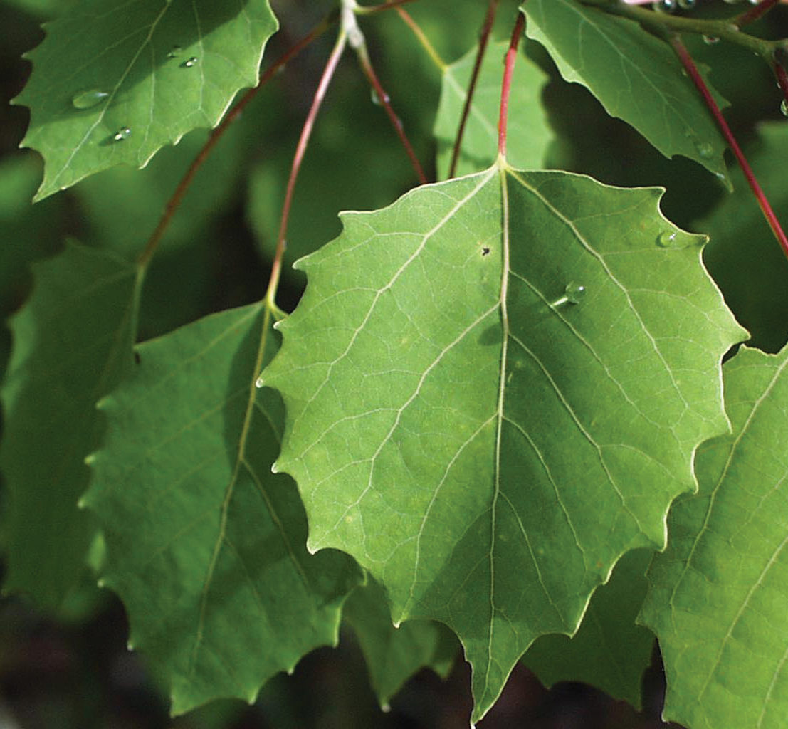 Green leaf