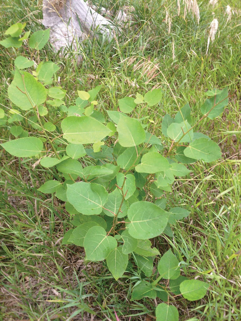 Young aspen suckers emerging from grasses
