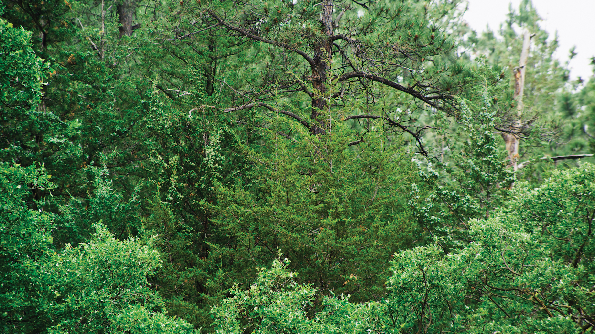 Green forest