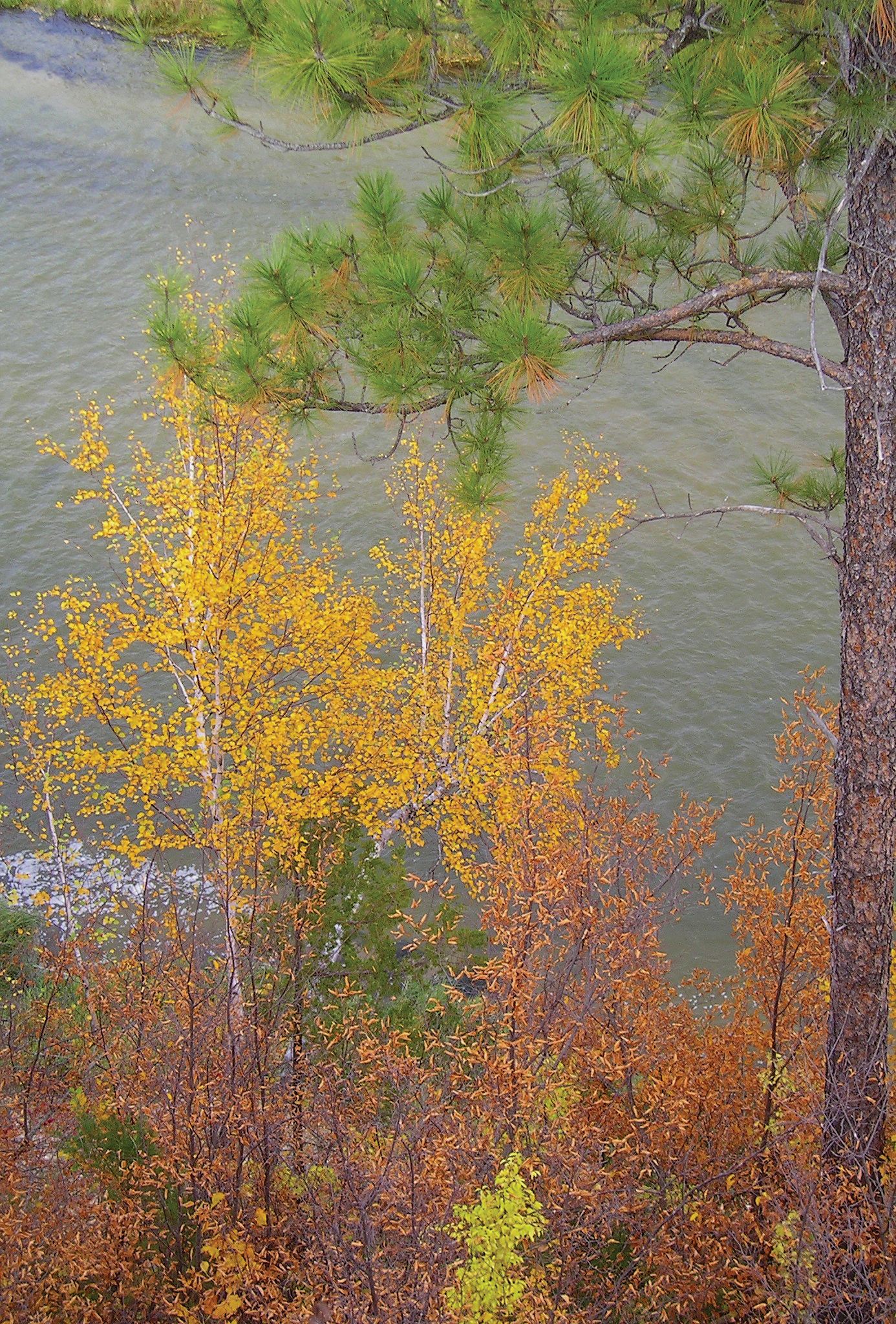 Birch tree turning yellow in fall with river running behind