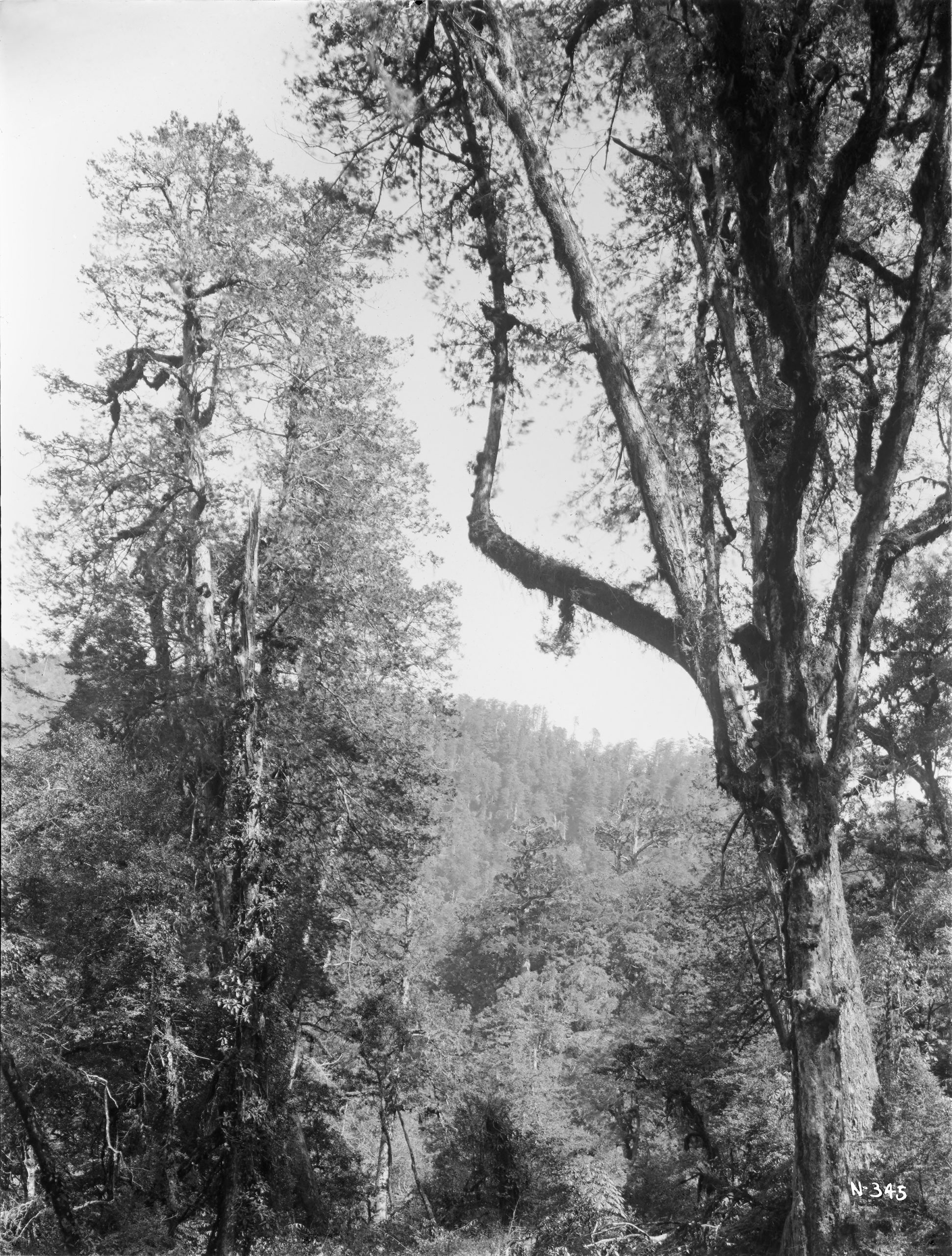 Black-and-white photo of tree