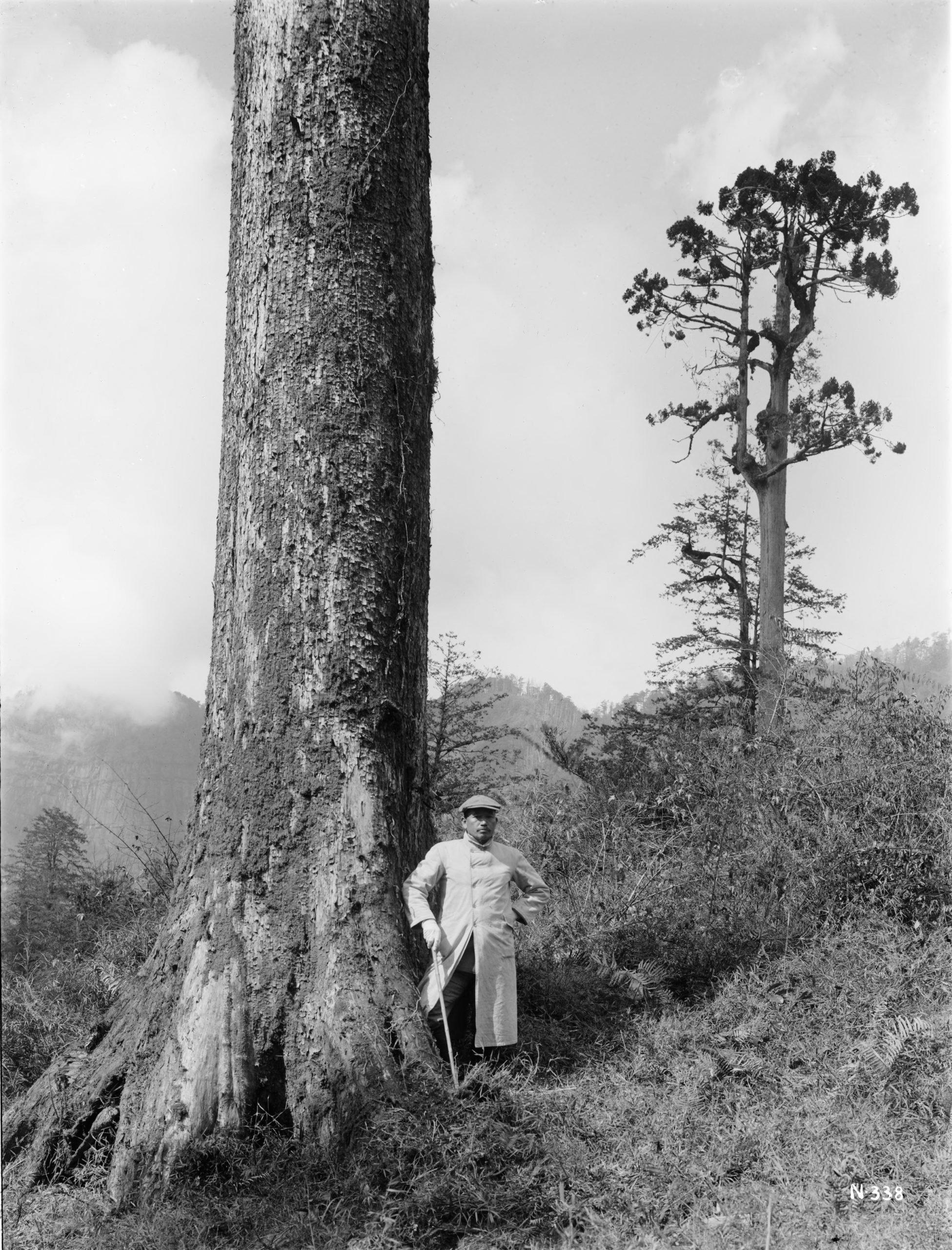 Black-and-white photograph of man standing beneath towering tree trunk