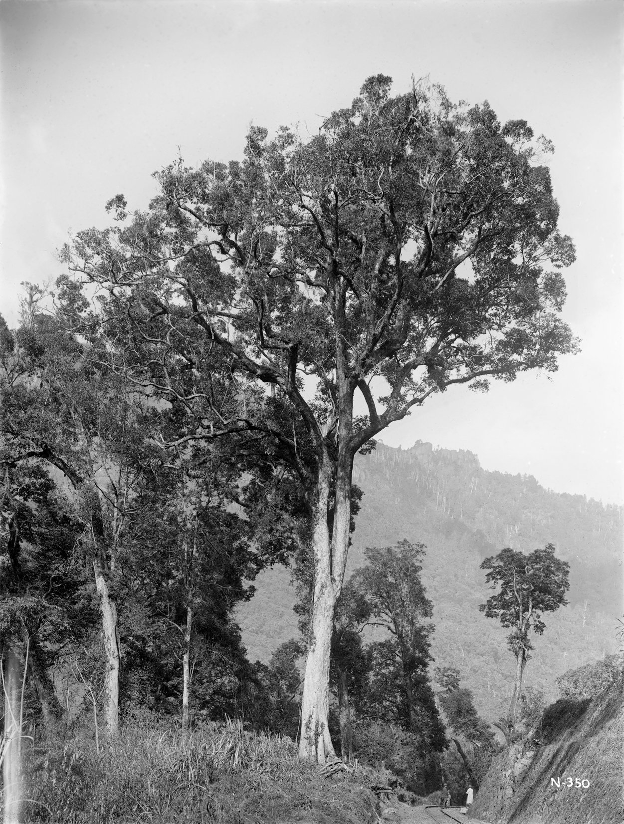 Black-and-white photograph of towering trees