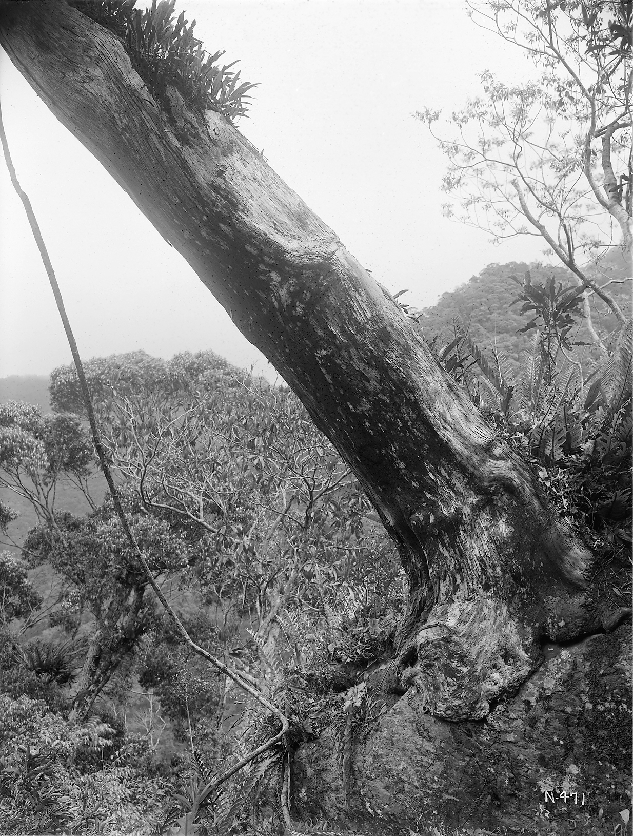 Black-and-white photograph of tree trunk jutting off of steep slope