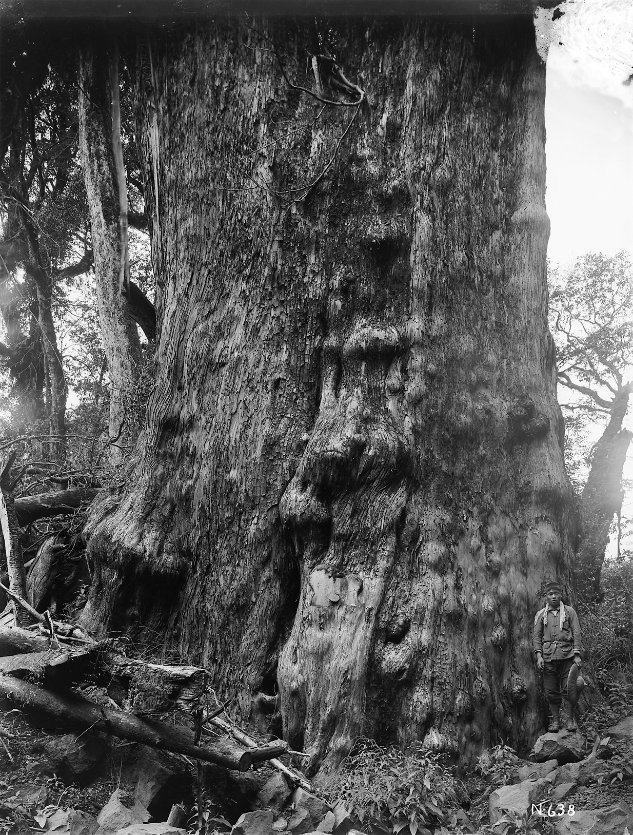 Black-and-white photograph of massive tree trunk