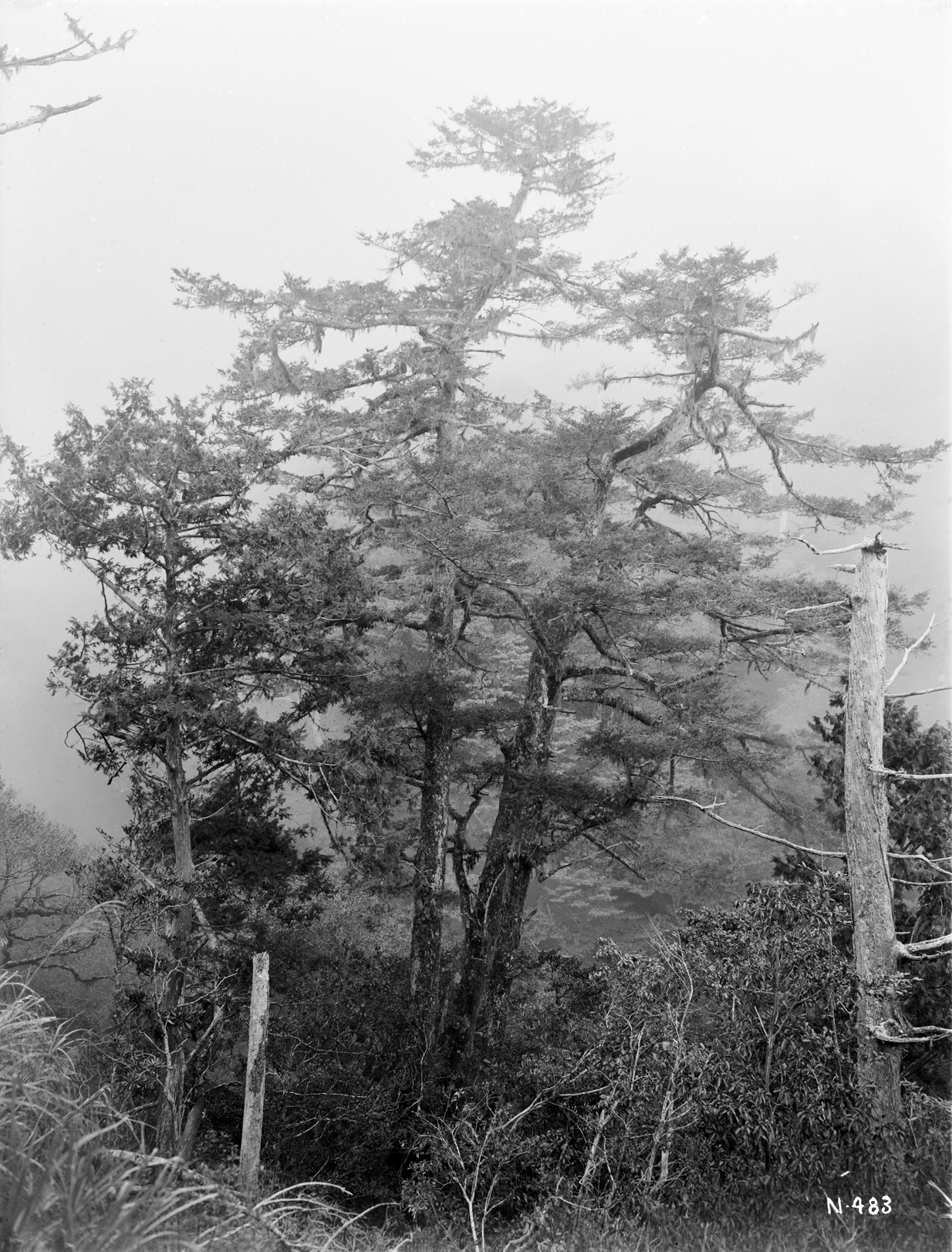 Black-and-white photograph of trees in the rain