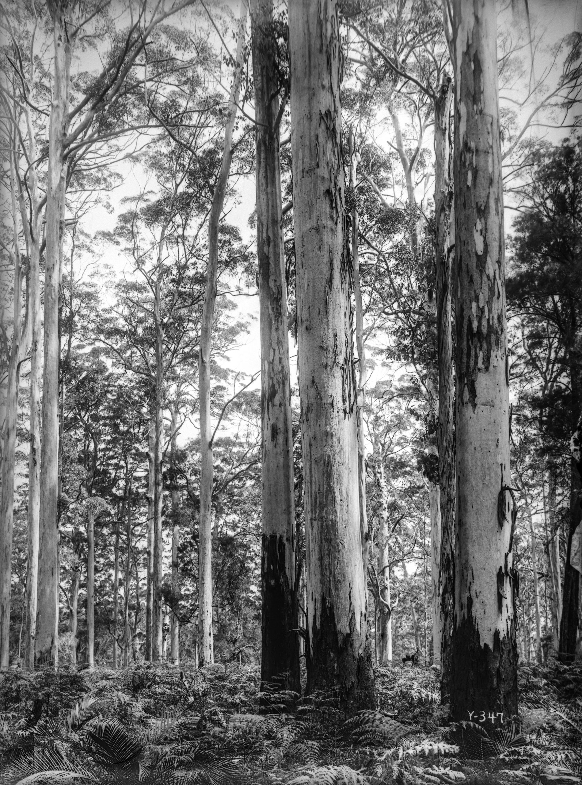 Black-and-white photograph of eucalyptus forest
