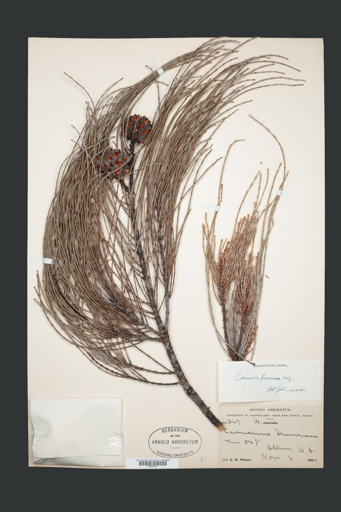 Herbarium specimen