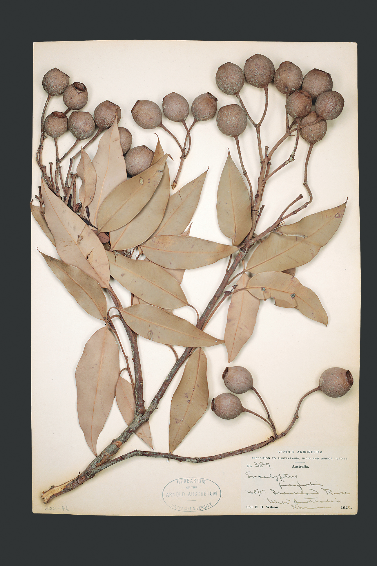Herbarium specimen