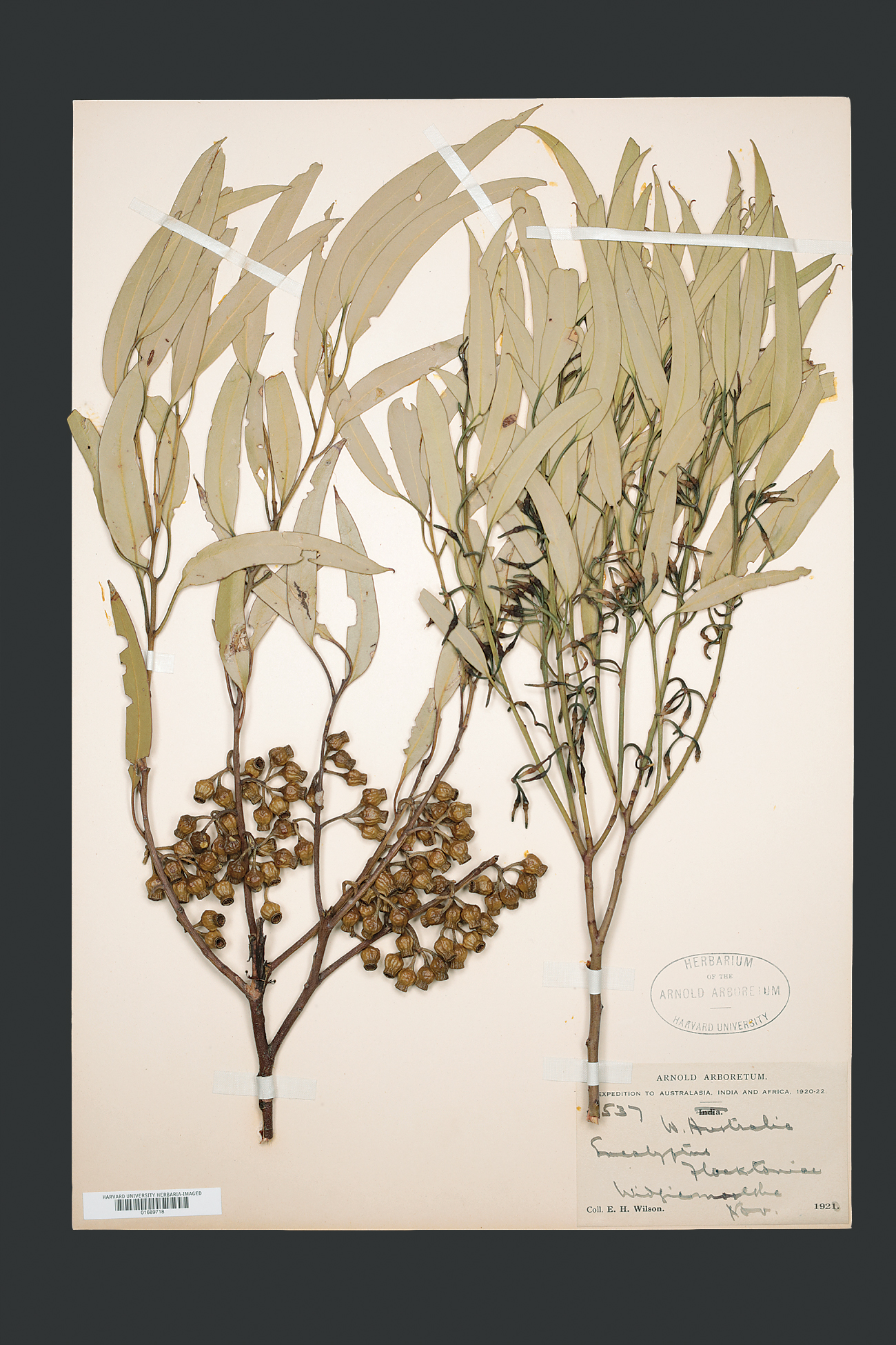 Herbarium specimen